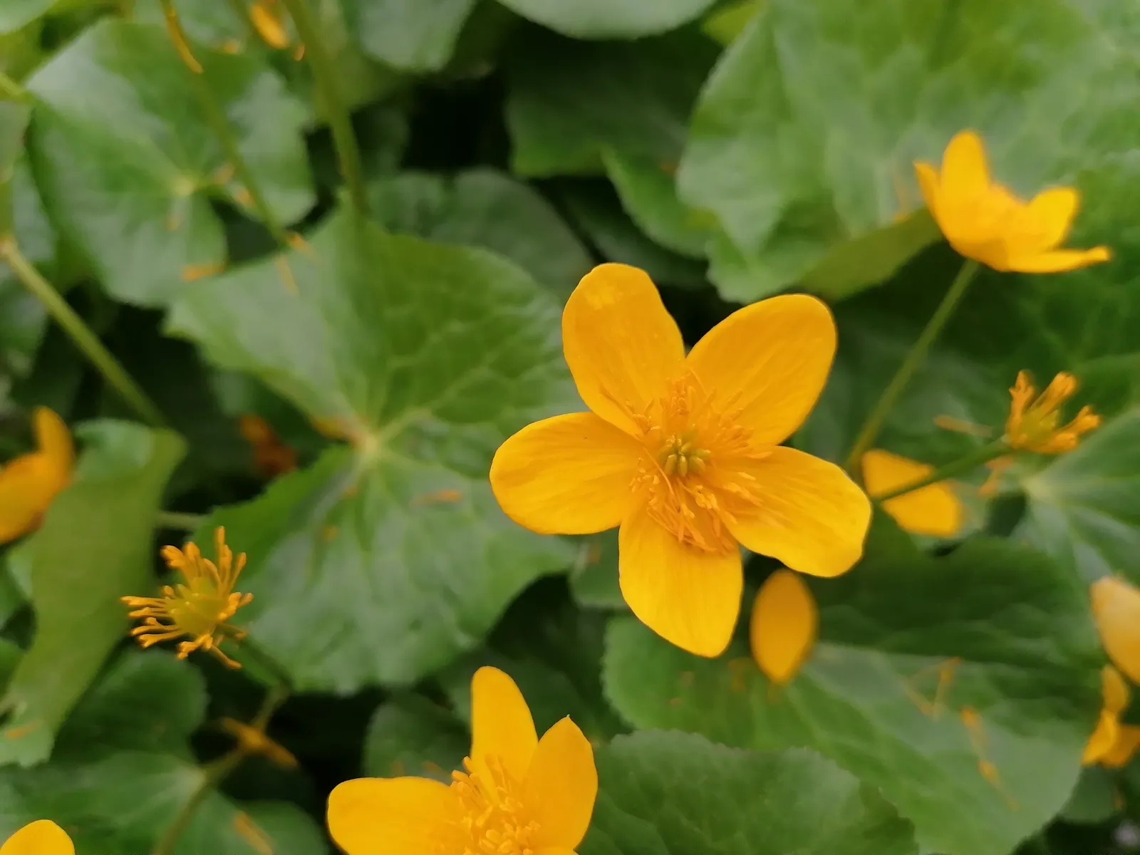 Marsh Marigold (Caltha Palustris) — Ideal for USDA zones 3-7, it prefers full to partial sun and consistently moist soil; heart-shaped leaves and, image 114