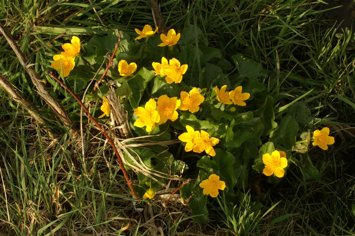 Marsh Marigold (Caltha Palustris) — Ideal for USDA zones 3-7, it prefers full to partial sun and consistently moist soil; heart-shaped leaves and, image 92