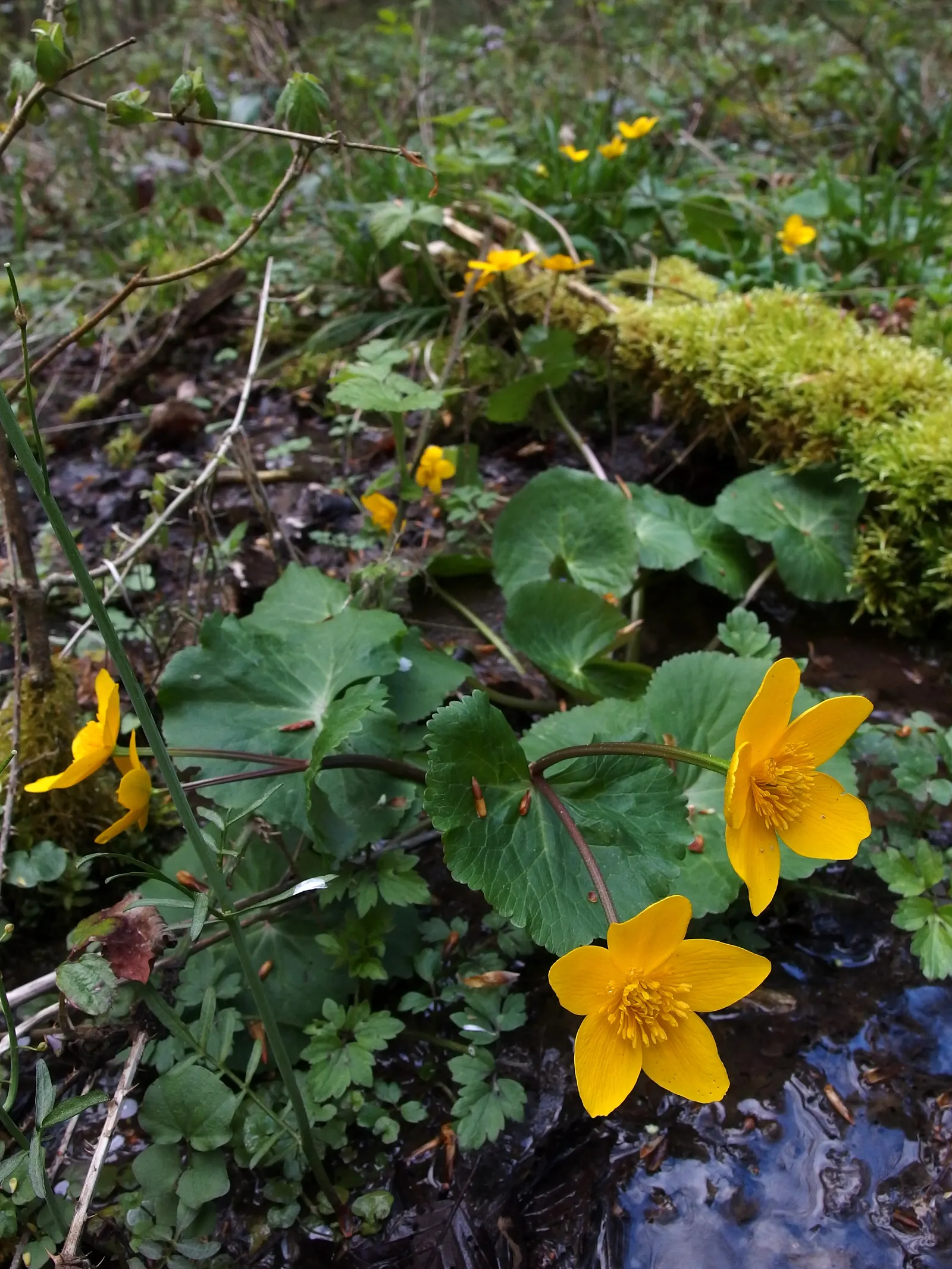 Marsh Marigold (Caltha Palustris) — It requires full sun to part shade and prefers a rich, damp soil that is acidic to neutral; or the edges of, image 81