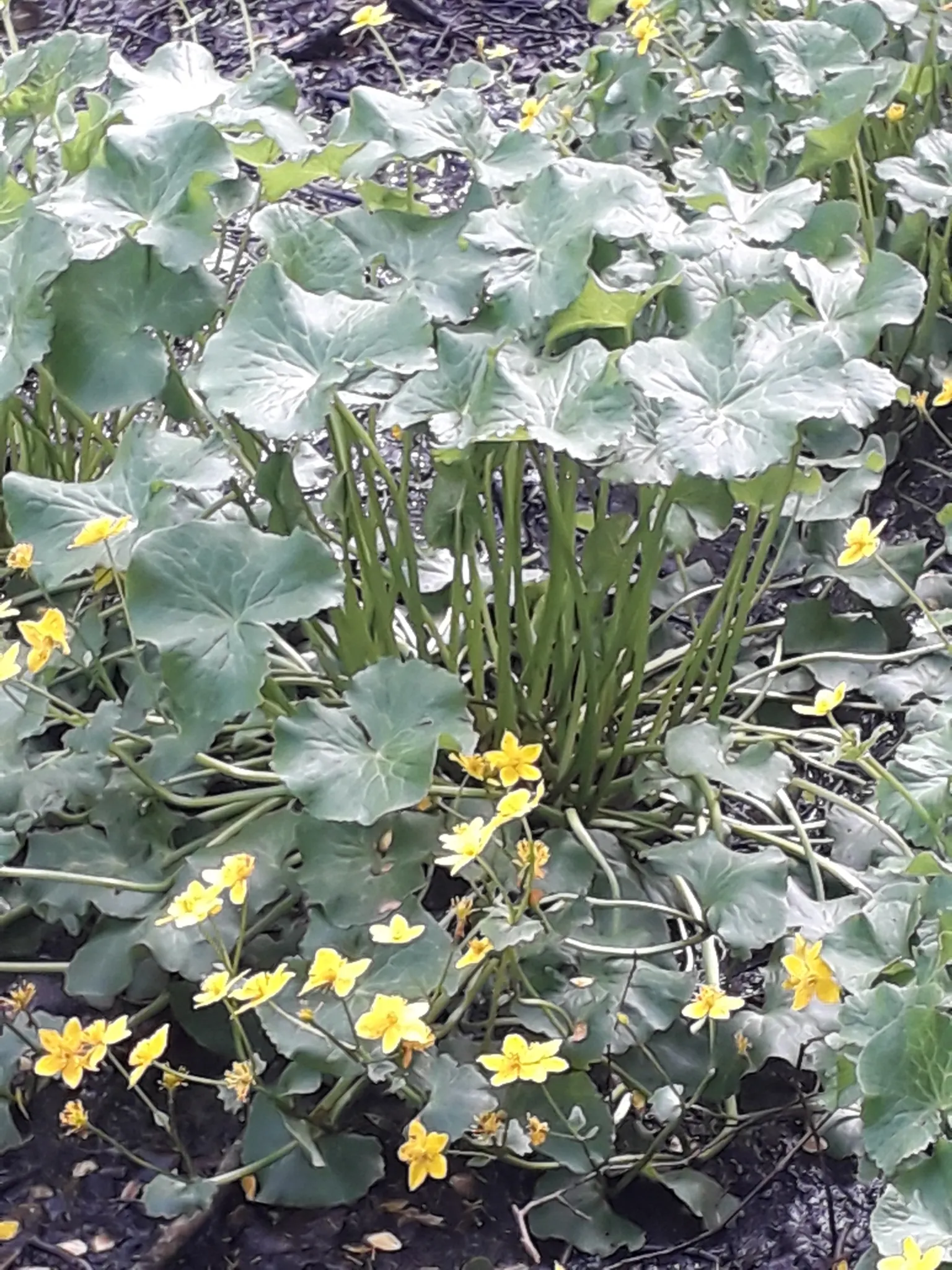 Marsh Marigold (Caltha Palustris) — Marsh Marigold (Caltha palustris), an herbaceous perennial, thrives in wet, marshy zones; ideal for USDA zones, image 67