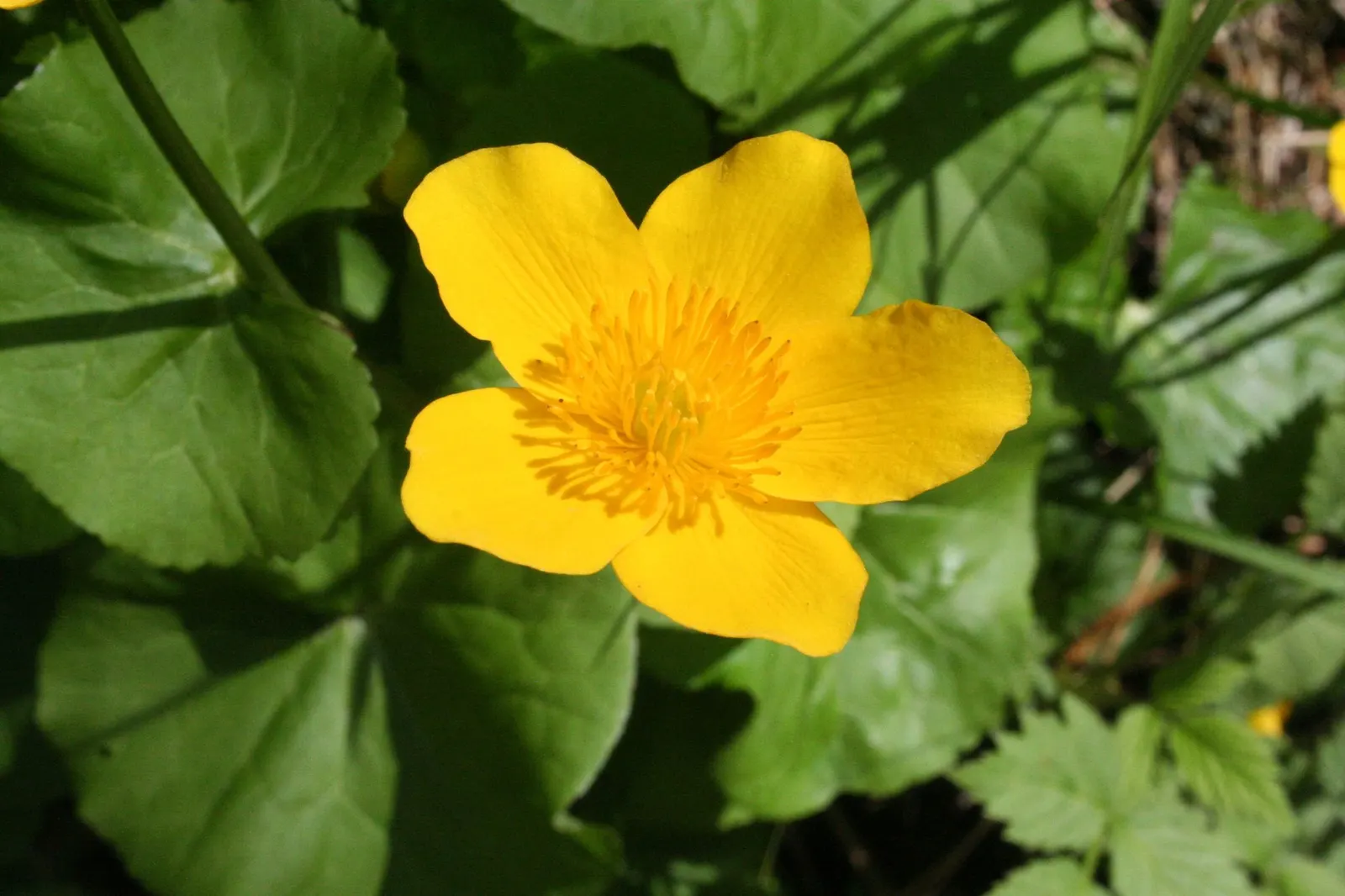 Marsh Marigold (Caltha Palustris) — it provides an interesting texture and a lush green backdrop for its flowers; this herbaceous plant typically grows 1 to