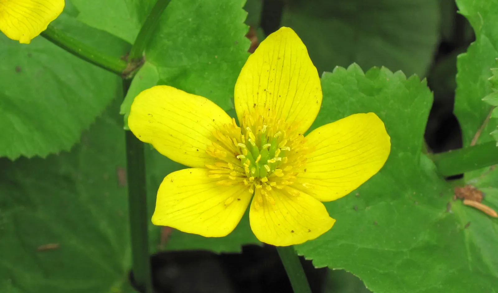 Marsh Marigold (Caltha Palustris) — heart-shaped leaves up to 8 inches across; marsh Marigold (Caltha palustris), an herbaceous perennial, thrives, image 120