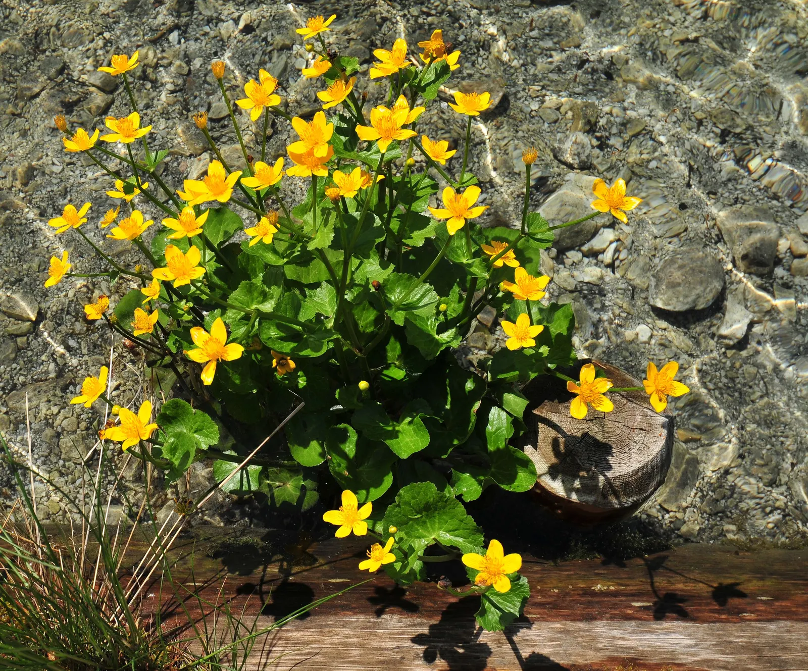 Marsh Marigold (Caltha Palustris) — This species is generally pest and disease-resistant, making it a resilient addition to the garden; are, image 62