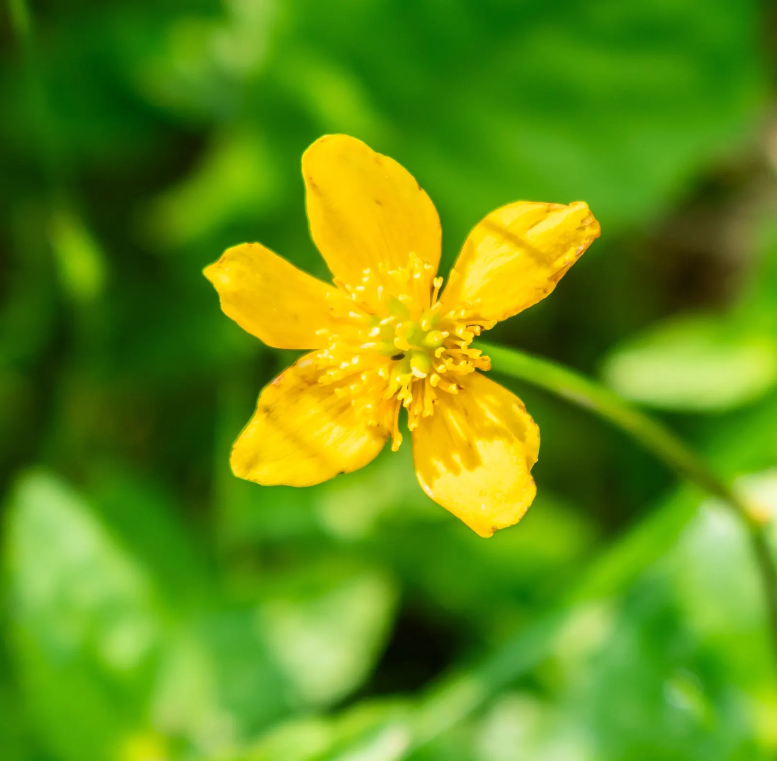 Marsh Marigold (Caltha Palustris) — or the edges of ponds and streams; thriving in USDA hardiness zones 3 to 7