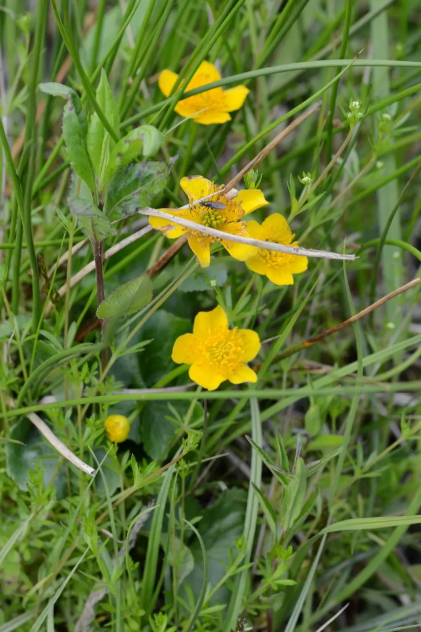 Marsh Marigold (Caltha Palustris) — are buttercup-shaped and appear on stout stems; perennial for full, image 123