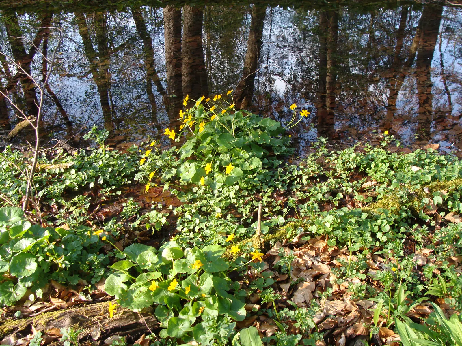 Marsh Marigold (Caltha Palustris) — Thriving in USDA hardiness zones 3 to 7; growing 1-1.5 feet tall and wide