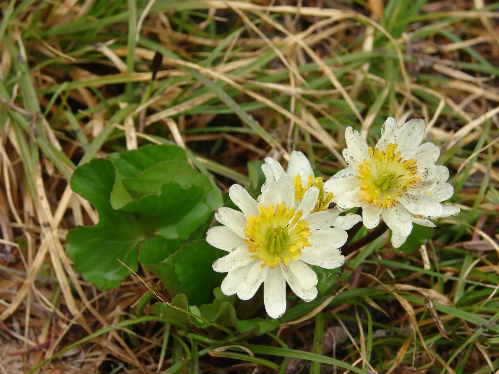 Marsh Marigold (Caltha Palustris) — Growing 1-1.5 feet tall and wide; it provides an interesting texture and a lush green backdrop for its flowers, image 90