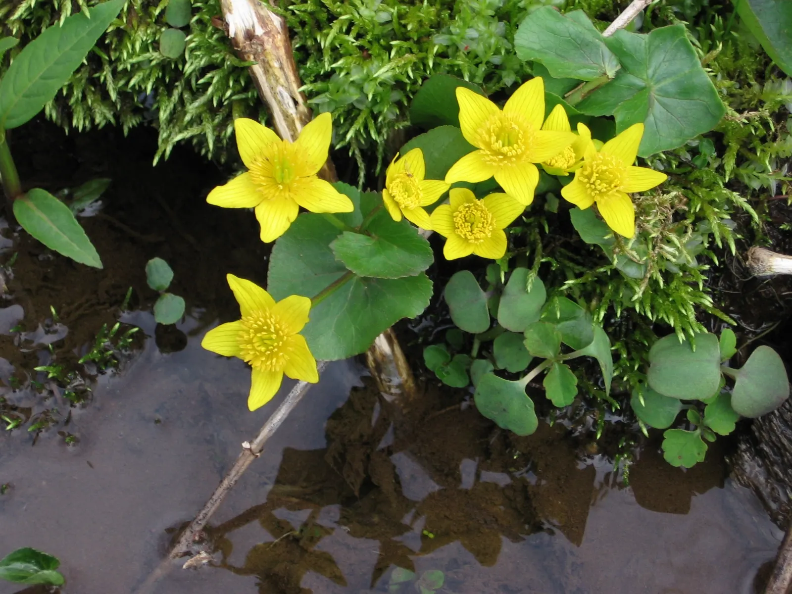 Marsh Marigold (Caltha Palustris) — making it a compact yet impactful landscape choice; <br><br>For your client's garden, image 53