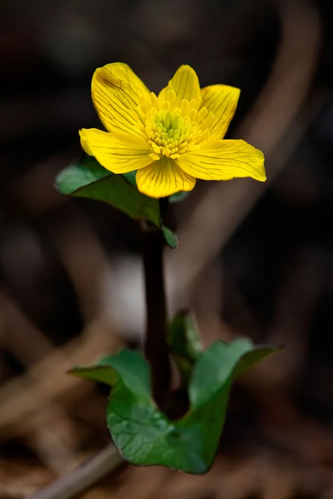 Marsh Marigold (Caltha Palustris) — Growing 1-1.5 feet tall and wide; it provides an interesting texture and a lush green backdrop for its flowers, image 46