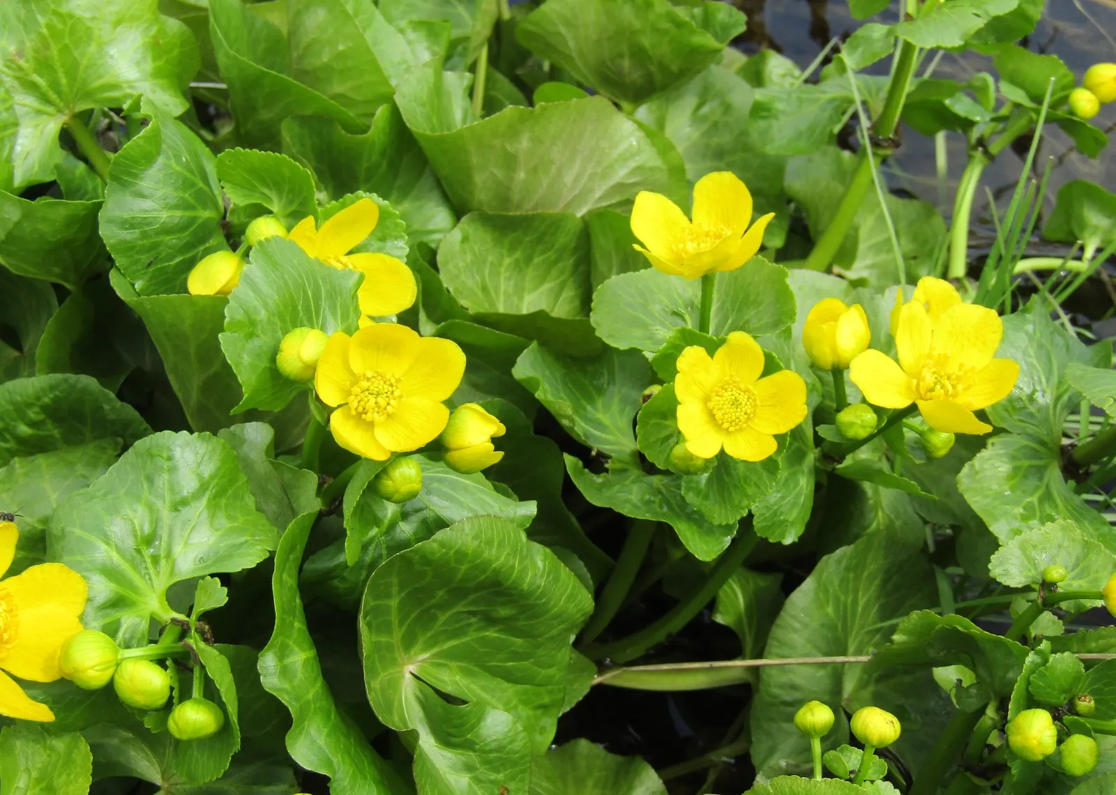 Marsh Marigold (Caltha Palustris) — <br><br>For your client's garden; perennial with yellow blooms, image 126