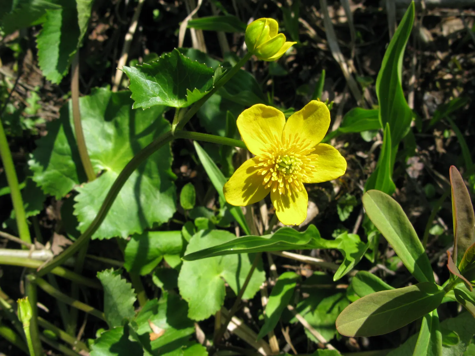 Marsh Marigold (Caltha Palustris) — heart-shaped leaves and vibrant yellow buttercup-like flowers blooming in early spring; this species is generally pest and