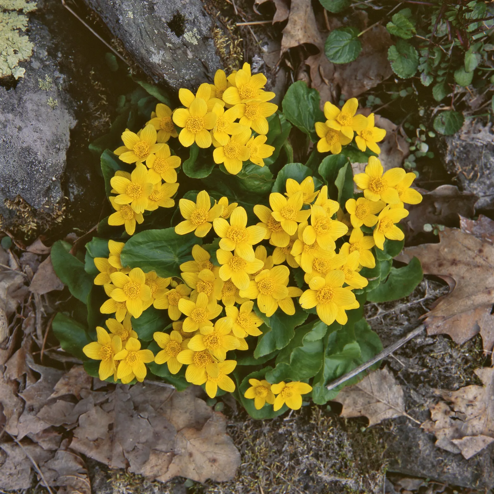 Marsh Marigold (Caltha Palustris) — Furthermore, its early bloom time provides an essential nectar source for pollinators emerging in spring; yellow flowers in