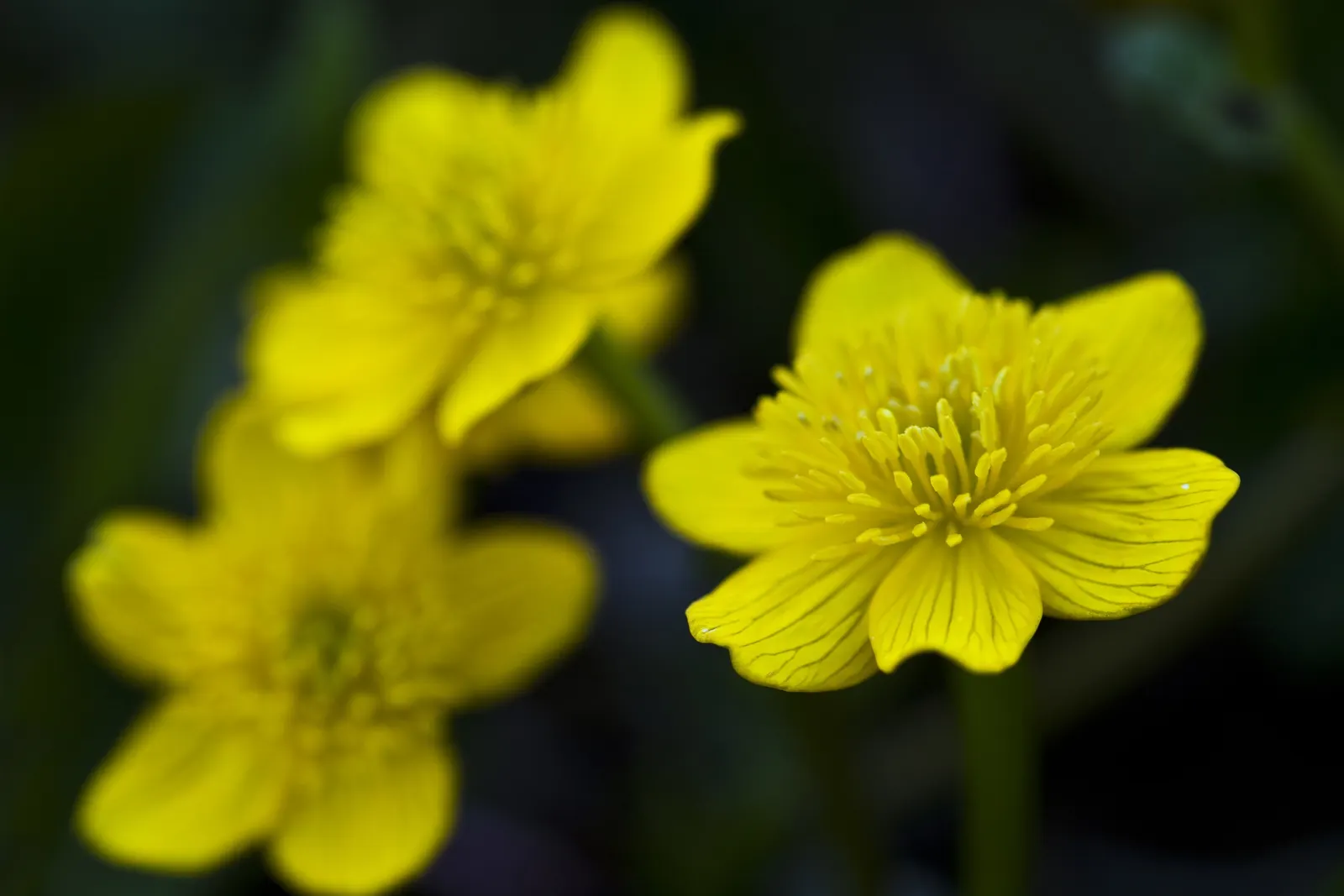 Marsh Marigold (Caltha Palustris) — heart-shaped leaves up to 8 inches across; marsh Marigold (Caltha palustris), an herbaceous perennial, thrives, image 54