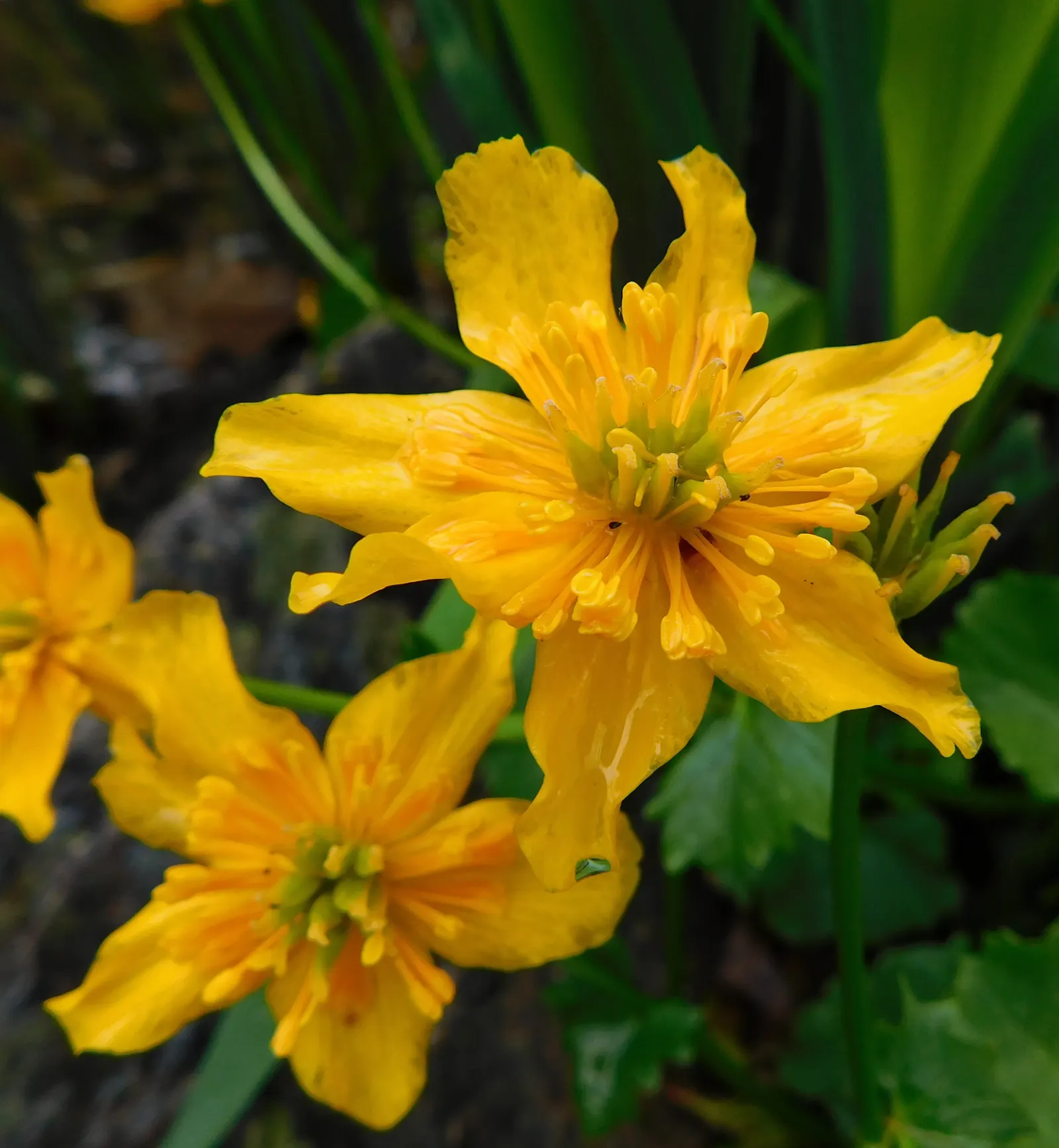 Marsh Marigold (Caltha Palustris) — it provides an interesting texture and a lush green backdrop for its flowers; this herbaceous plant typically, image 121