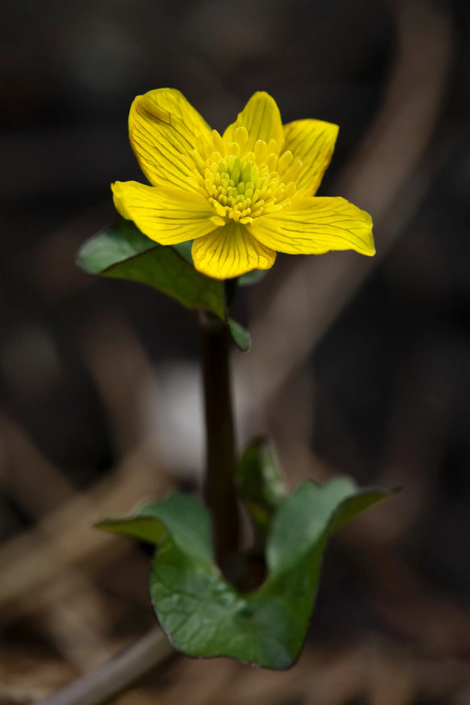 Marsh Marigold (Caltha Palustris) — Marsh Marigold (Caltha palustris), an herbaceous perennial, thrives in wet, marshy zones