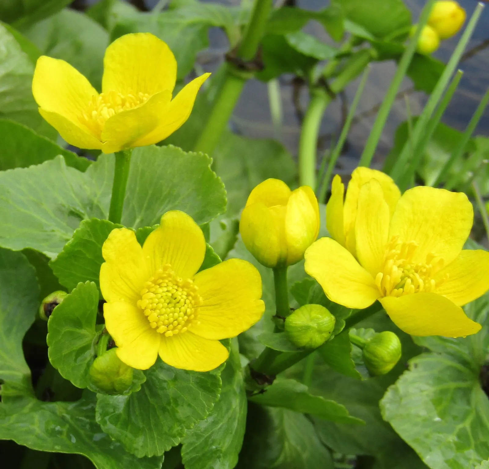 Marsh Marigold (Caltha Palustris) — it provides an interesting texture and a lush green backdrop for its flowers; this herbaceous plant typically, image 99
