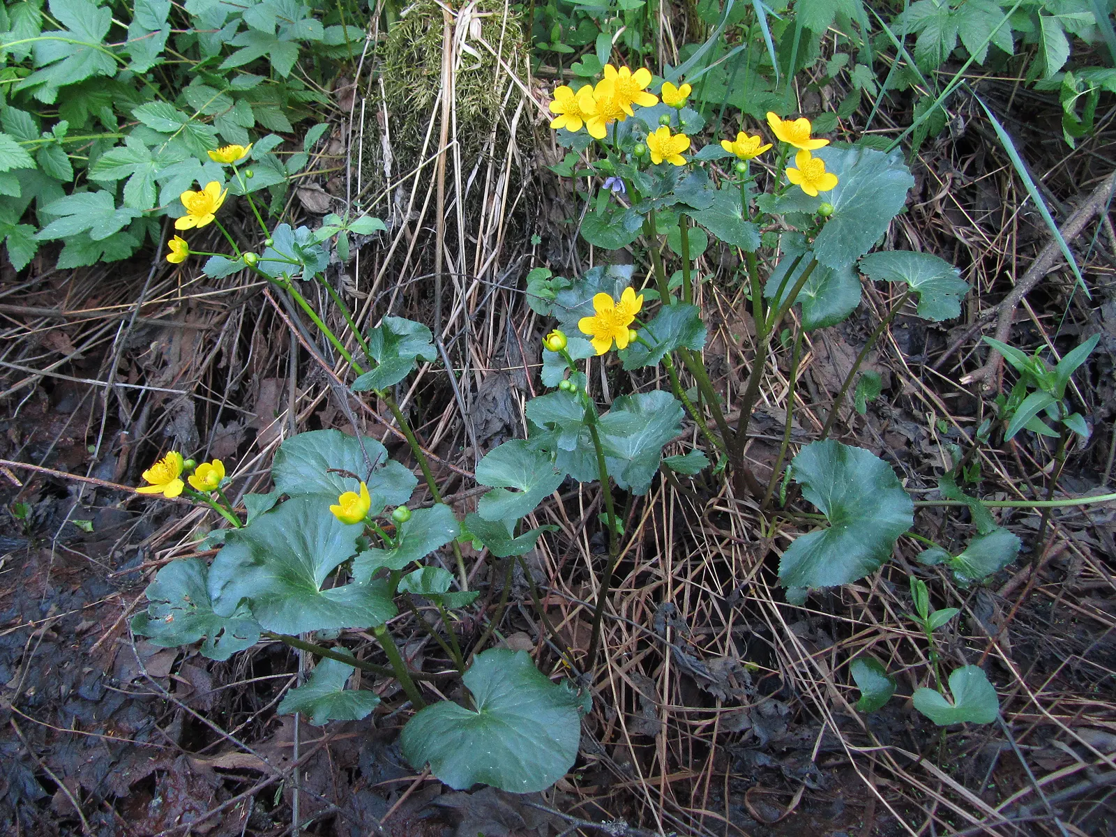 Marsh Marigold (Caltha Palustris) — Marsh Marigold (Caltha palustris), an herbaceous perennial, thrives in wet, marshy zones; ideal for USDA zones, image 89