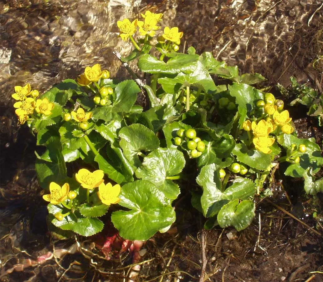 Marsh Marigold (Caltha Palustris) — This species is generally pest and disease-resistant, making it a resilient addition to the garden; are, image 84