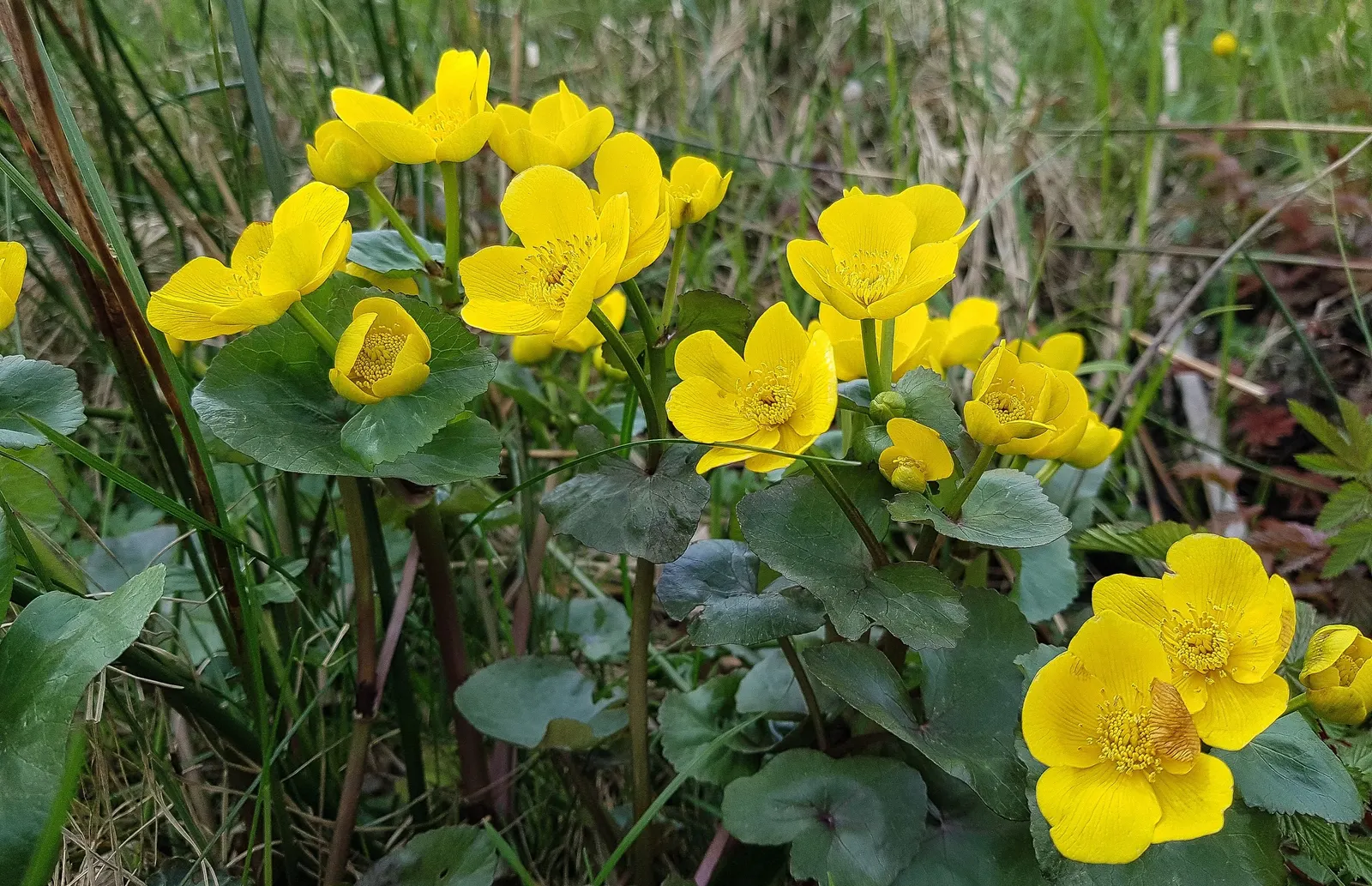 Marsh Marigold (Caltha Palustris) — it provides an interesting texture and a lush green backdrop for its flowers; this herbaceous plant typically, image 55