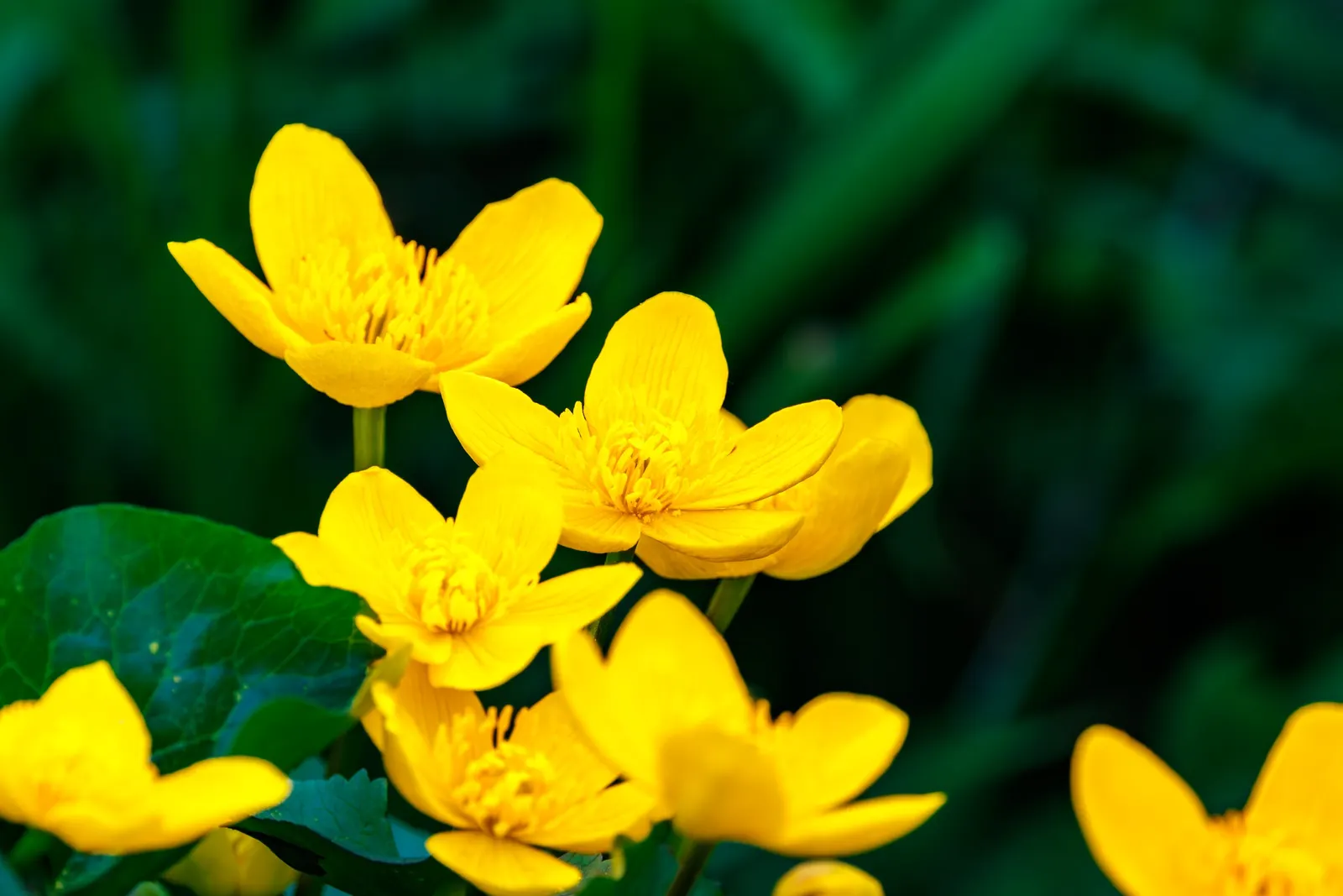 Marsh Marigold (Caltha Palustris) — adding a splash of golden yellow to the garden in the early spring; maintenance is minimal, but the soil should, image 72