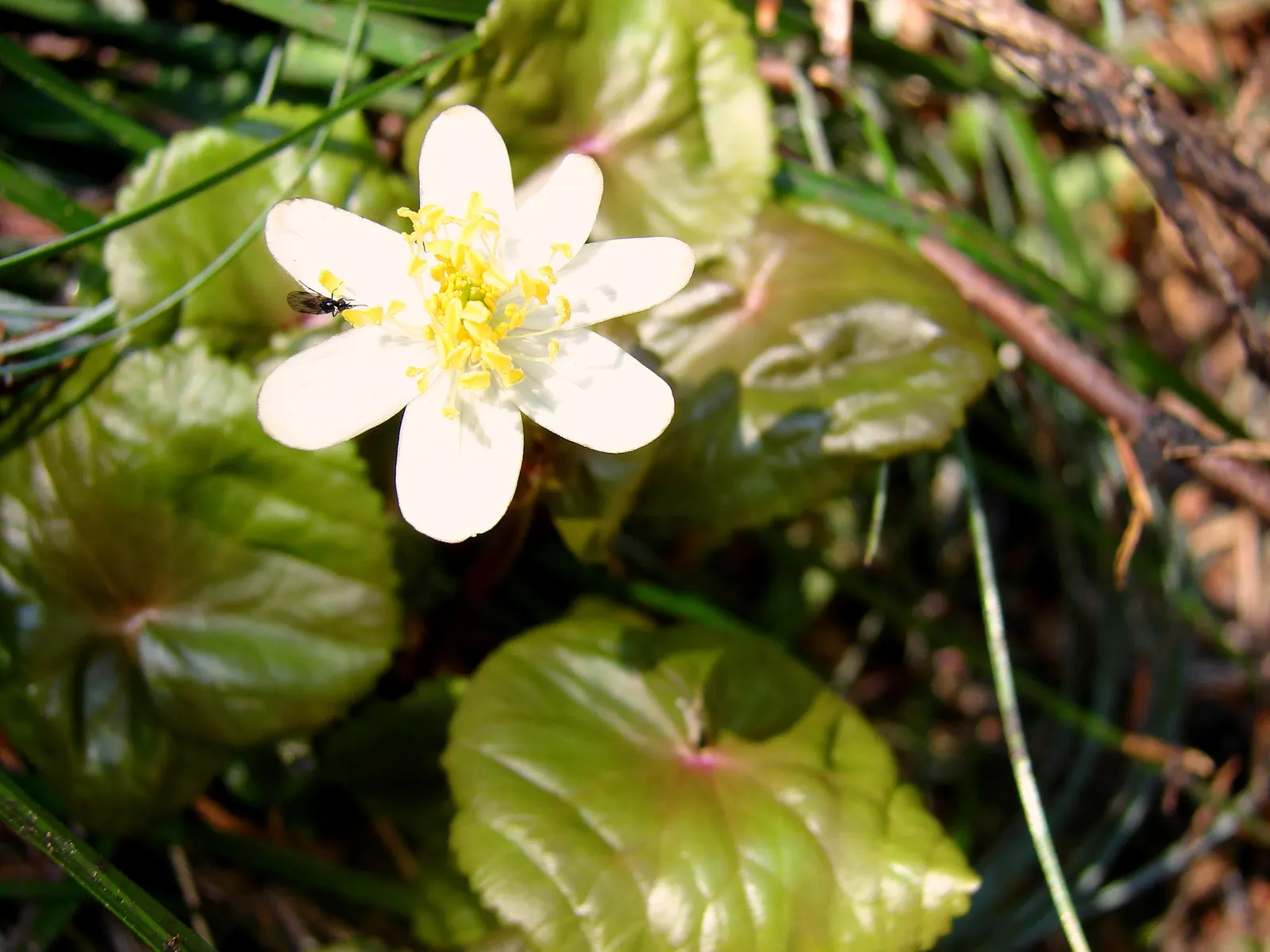 Marsh Marigold (Caltha Palustris) — heart-shaped leaves and vibrant yellow buttercup-like flowers blooming in early spring; this species is, image 113