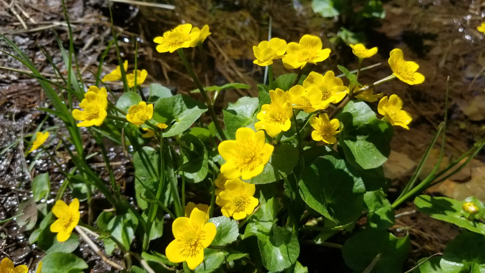 Marsh Marigold (Caltha Palustris) — Marsh Marigold (Caltha palustris), an herbaceous perennial, thrives in wet, marshy zones; ideal for USDA zones 3-7, it