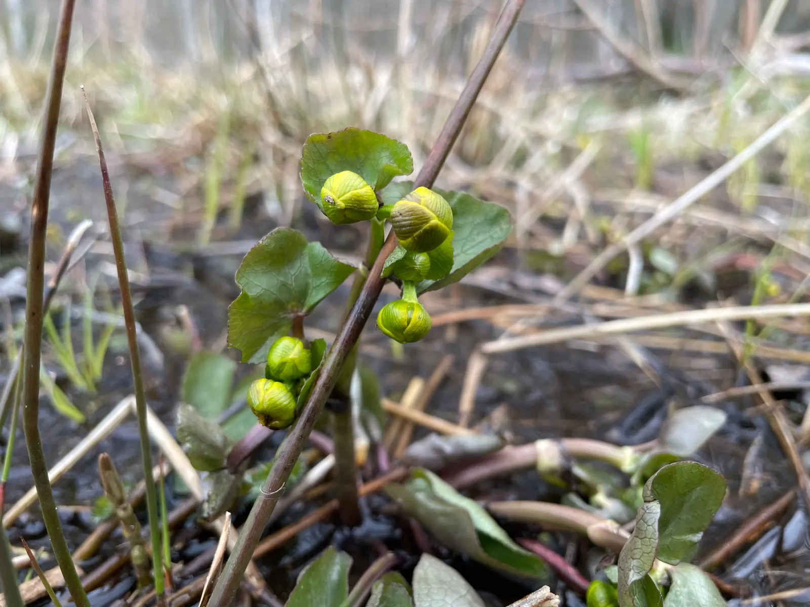 Marsh Marigold (Caltha Palustris) — It requires full sun to part shade and prefers a rich, damp soil that is acidic to neutral; or the edges of, image 59
