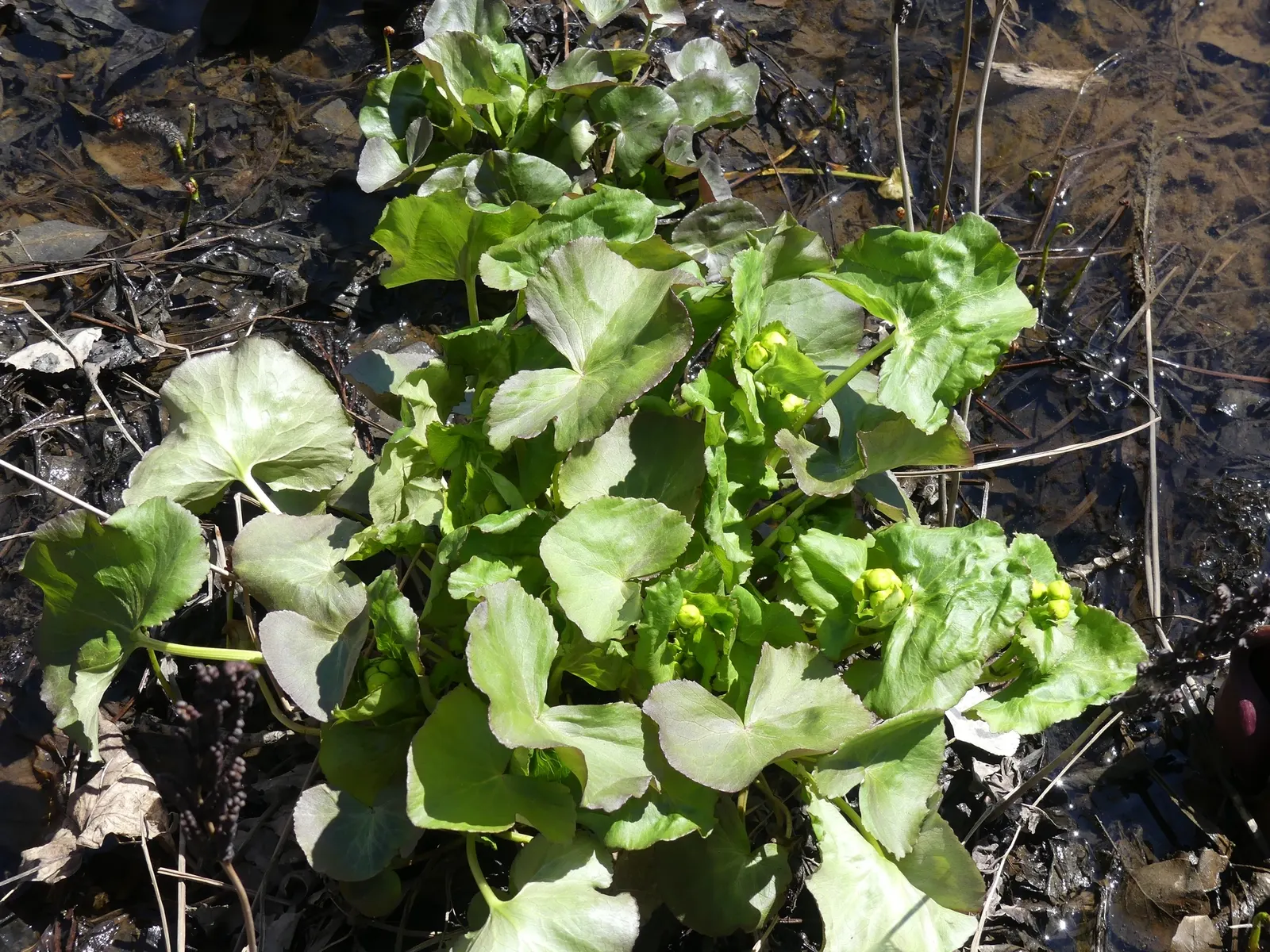 Marsh Marigold (Caltha Palustris) — adding a splash of golden yellow to the garden in the early spring