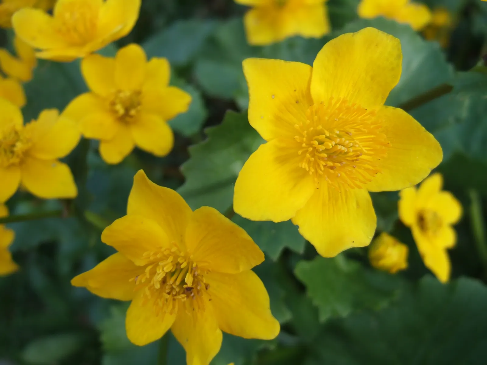 Marsh Marigold (Caltha Palustris) — <br><br>For your client's garden; perennial with yellow blooms, image 104