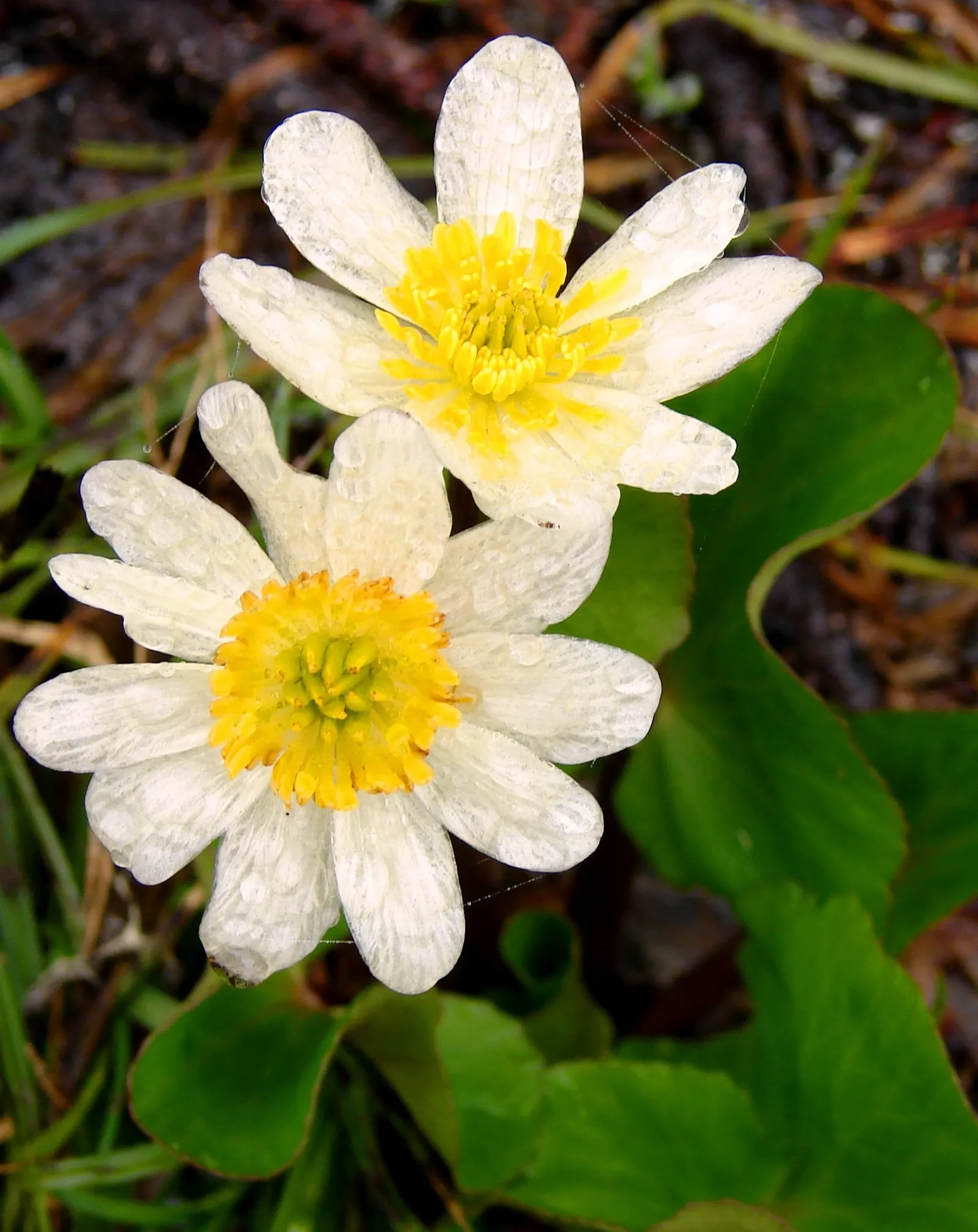 Marsh Marigold (Caltha Palustris) — Thriving in USDA hardiness zones 3 to 7; growing 1-1.5 feet tall and wide, image 95