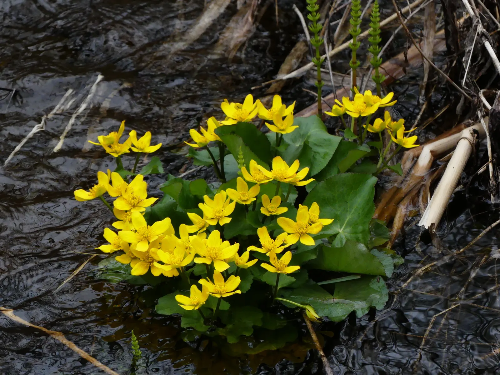 Marsh Marigold (Caltha Palustris) — heart-shaped leaves and vibrant yellow buttercup-like flowers blooming in early spring; this species is, image 69