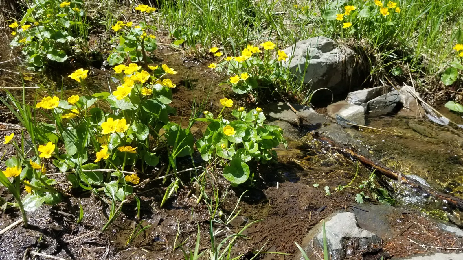 Marsh Marigold (Caltha Palustris) — It requires full sun to part shade and prefers a rich, damp soil that is acidic to neutral; or the edges of ponds and
