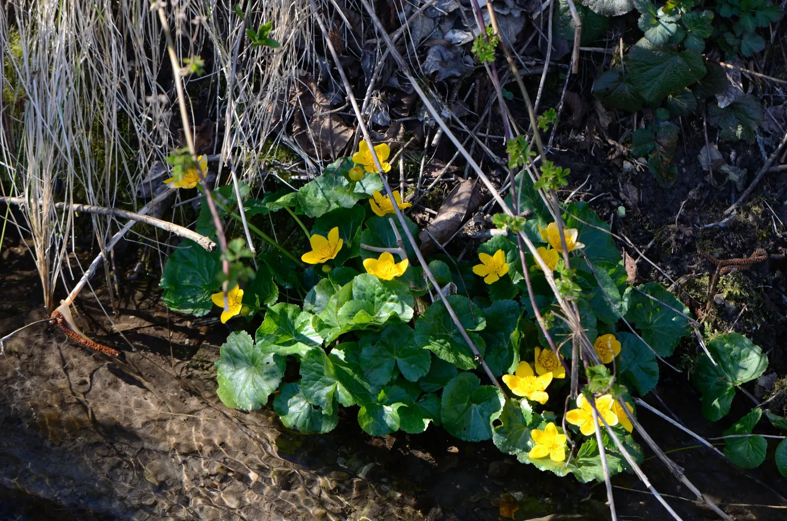 Marsh Marigold (Caltha Palustris) — Growing 1-1.5 feet tall and wide; it provides an interesting texture and a lush green backdrop for its flowers, image 112
