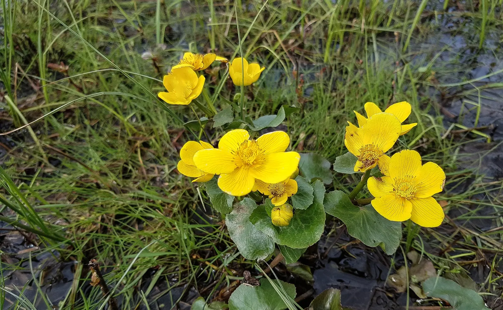 Marsh Marigold (Caltha Palustris) — this herbaceous plant typically grows 1 to 1.5 feet in height with a similar spread; making it a compact yet, image 74