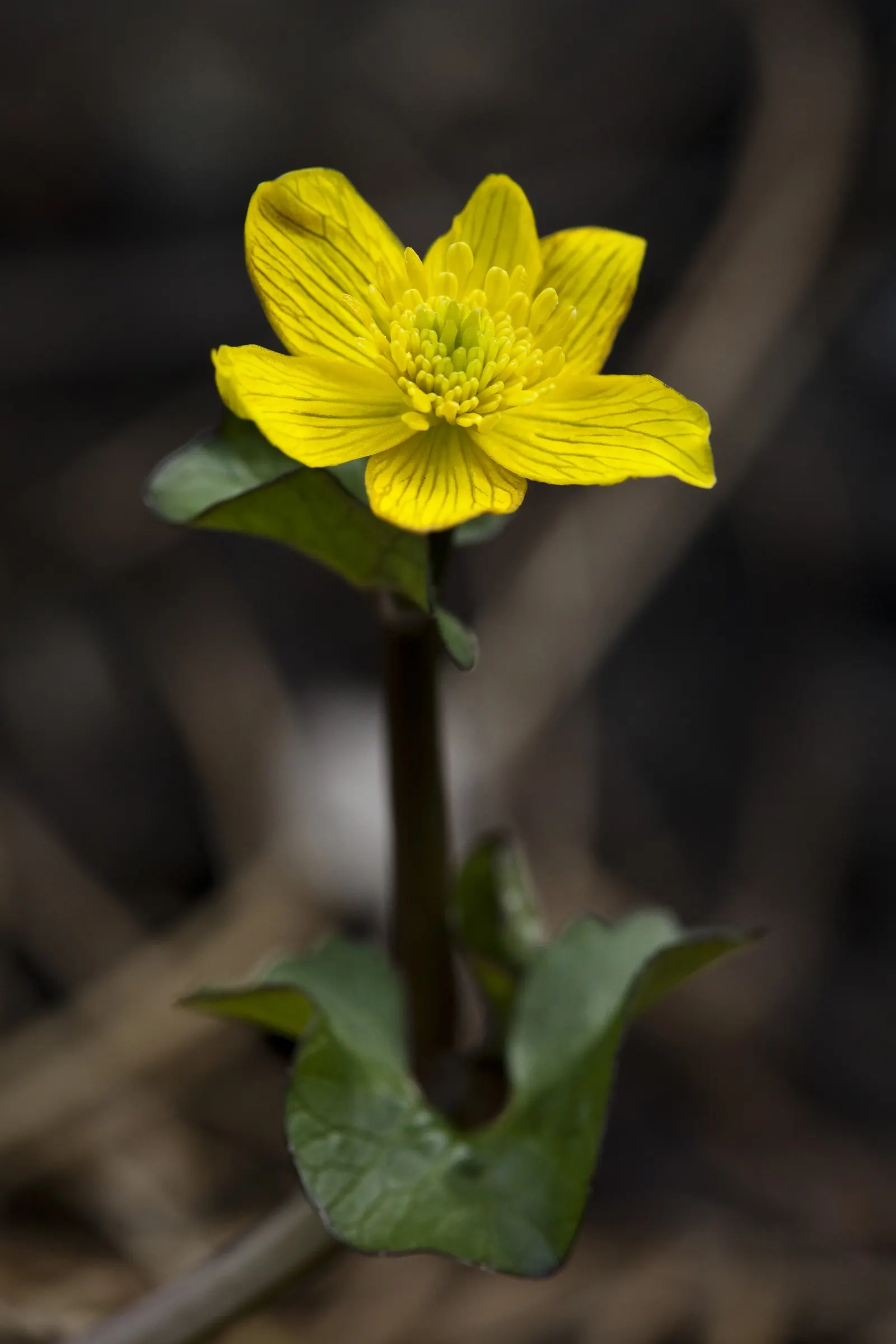 Marsh Marigold (Caltha Palustris) — are buttercup-shaped and appear on stout stems; perennial for full, image 57