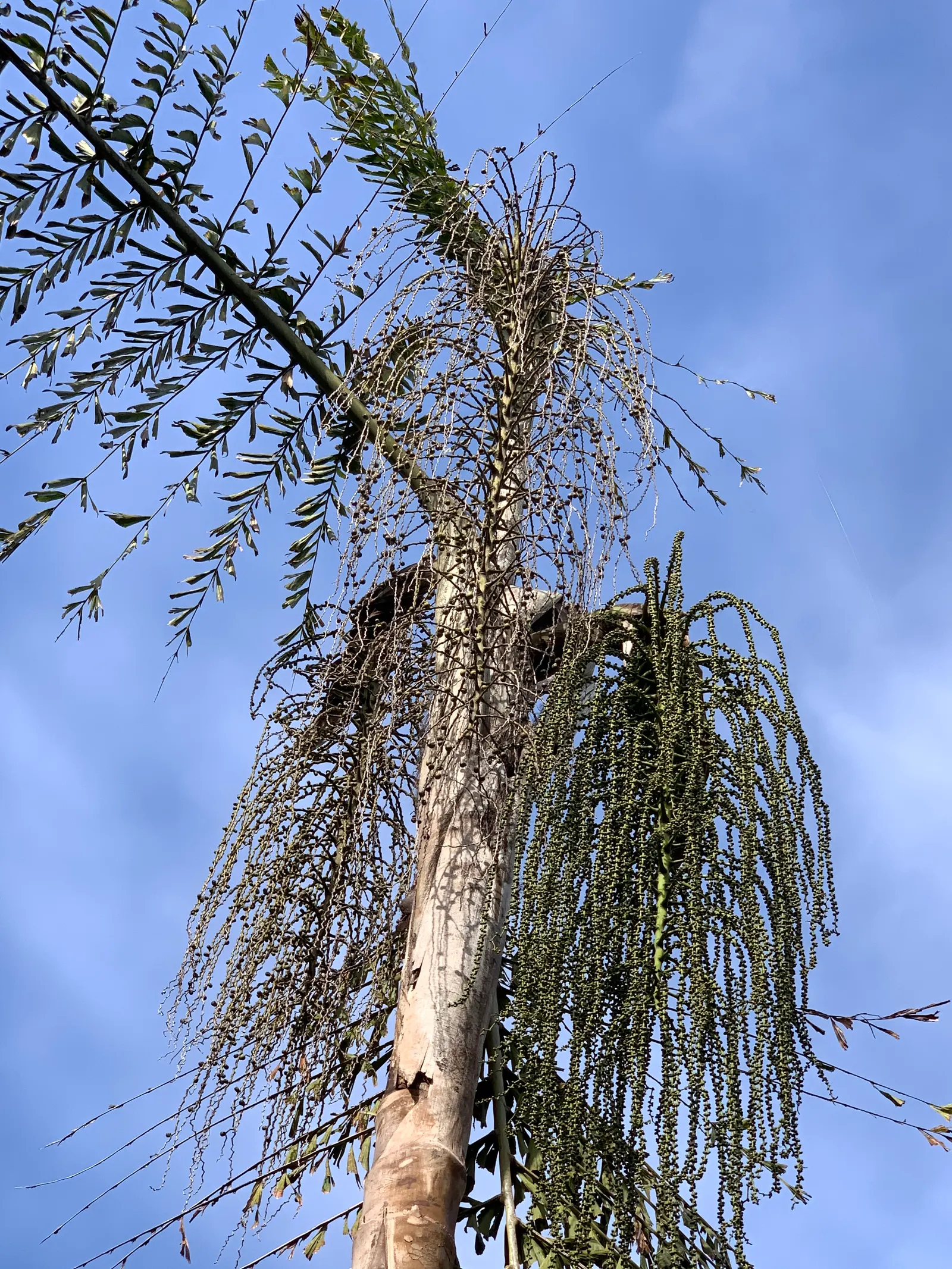 Giant Fishtail Palm (Caryota Gigas) — Caryota gigas prefers full sunlight to partial shade and thrives in well-drained soil with regular watering