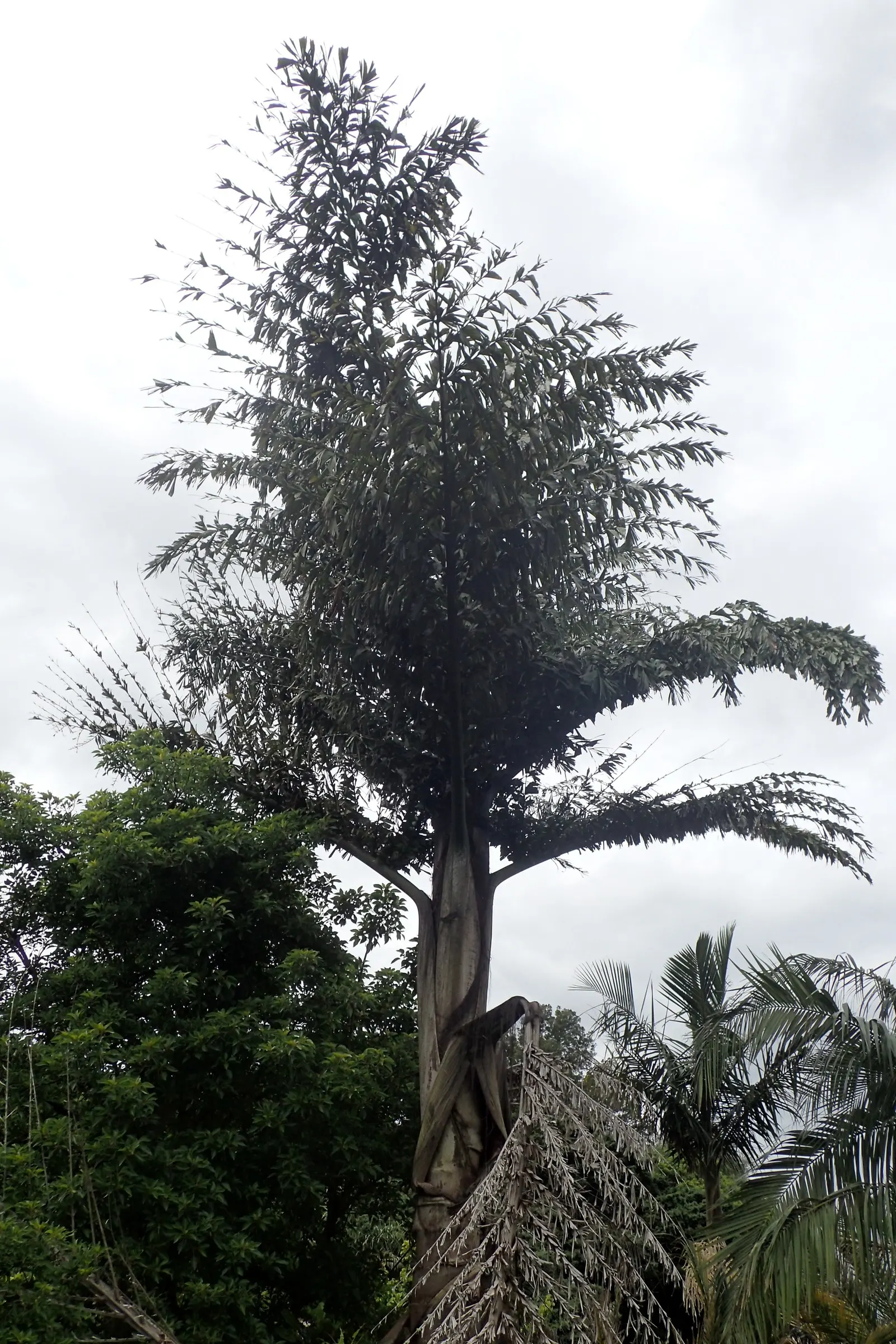 Giant Fishtail Palm (Caryota Gigas) — commonly referred to as the Giant Fishtail Palm; meaning it will die after flowering