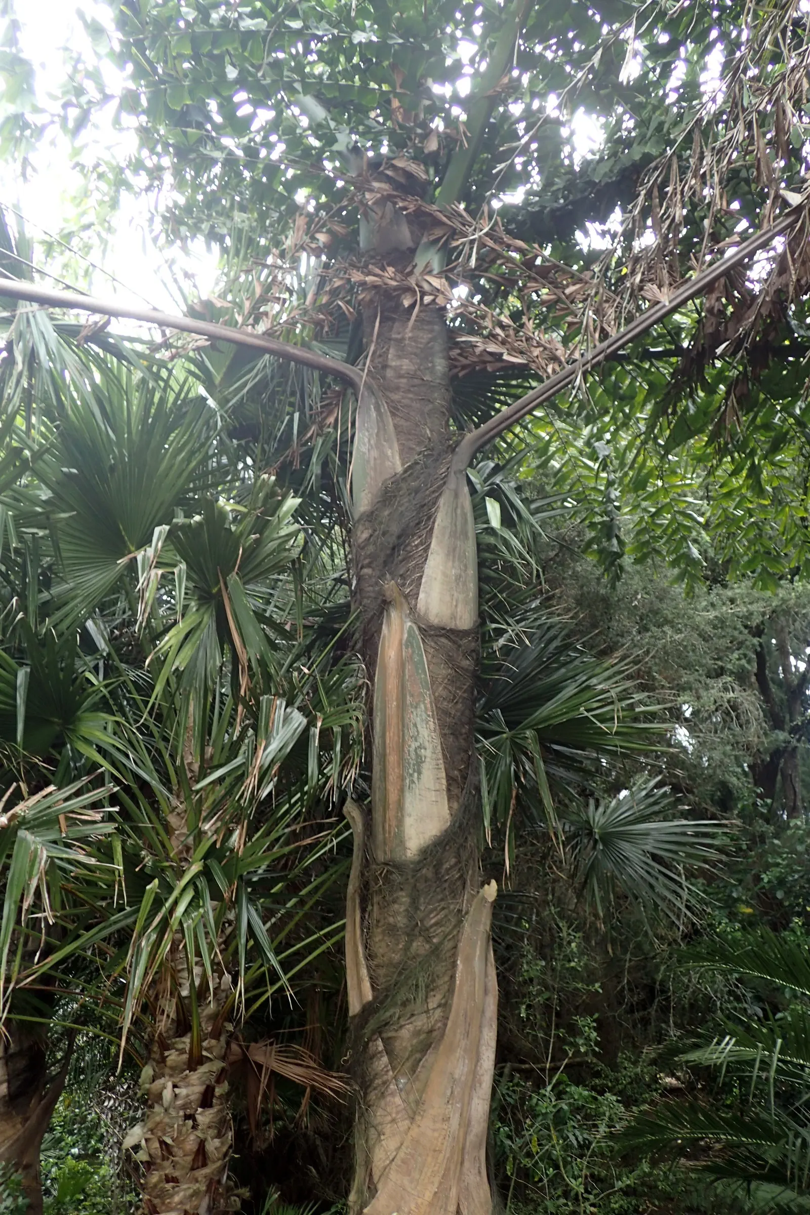 Giant Fishtail Palm (Caryota Gigas) — palm with purple blooms