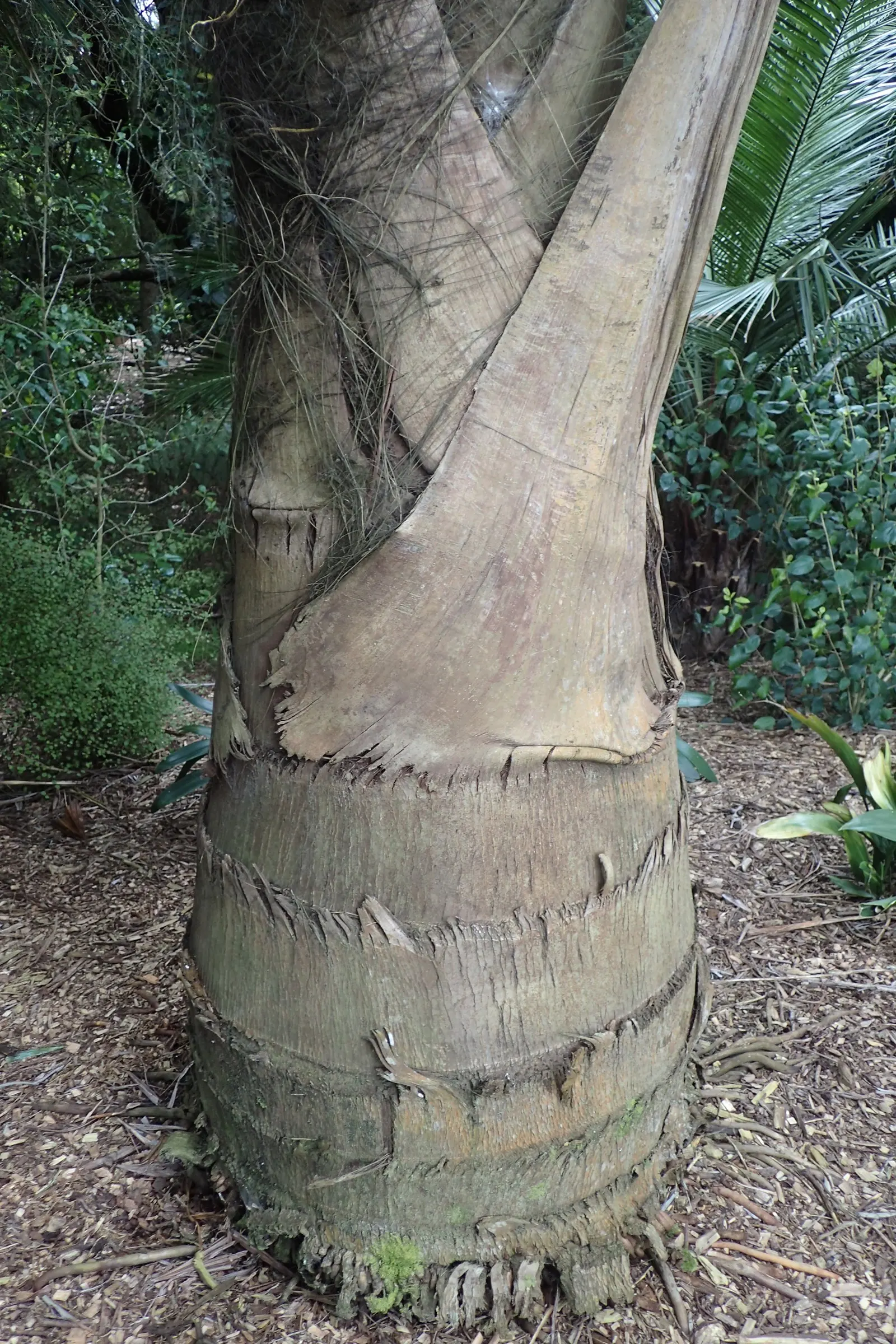 Giant Fishtail Palm (Caryota Gigas) — Thriving in USDA zones 9b-11, it prefers partial to full sun; purple flowers in the garden
