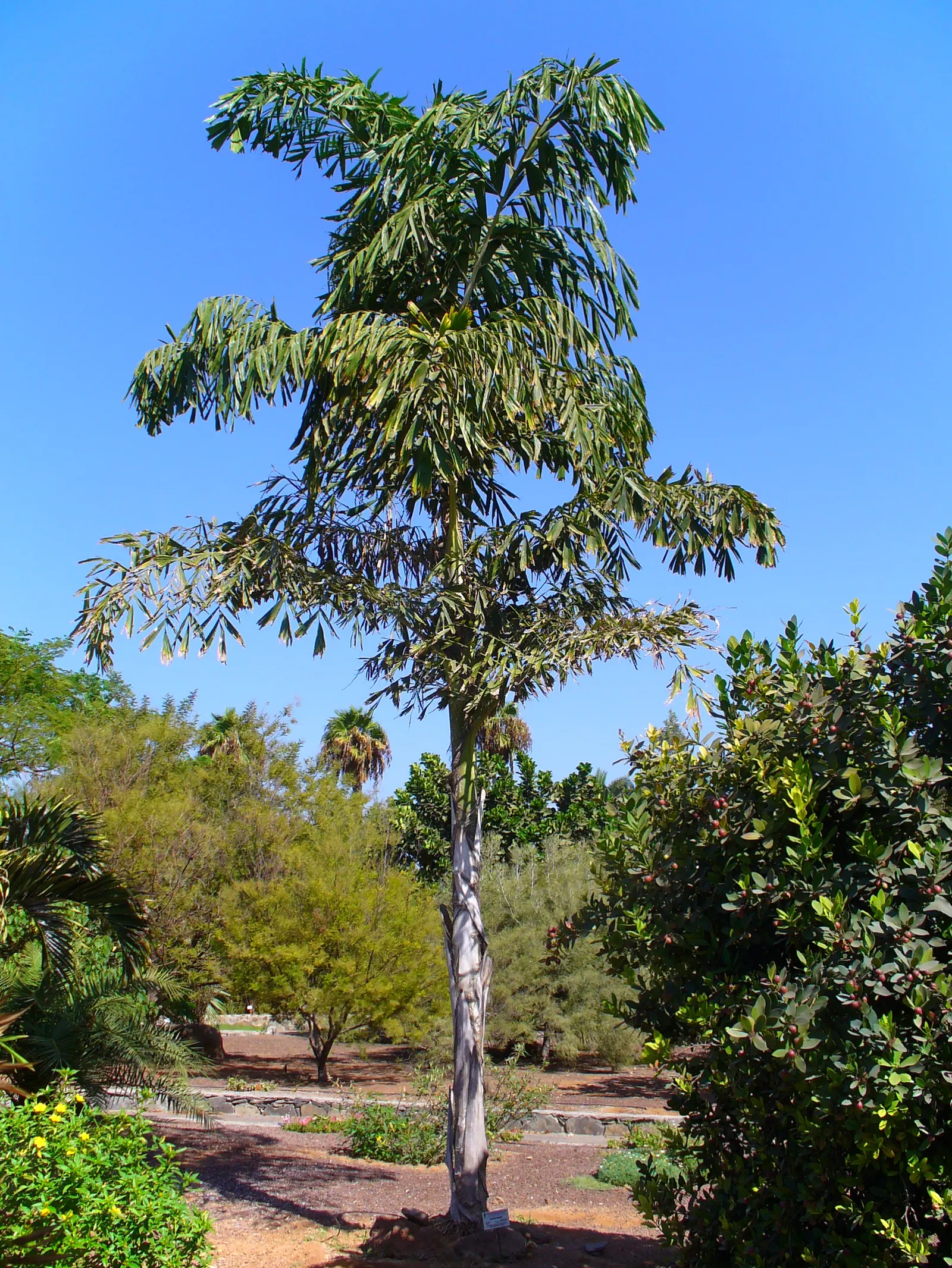 Giant Fishtail Palm (Caryota Gigas) — feathery canopy make it an excellent focal point in a tropical or subtropical landscape design