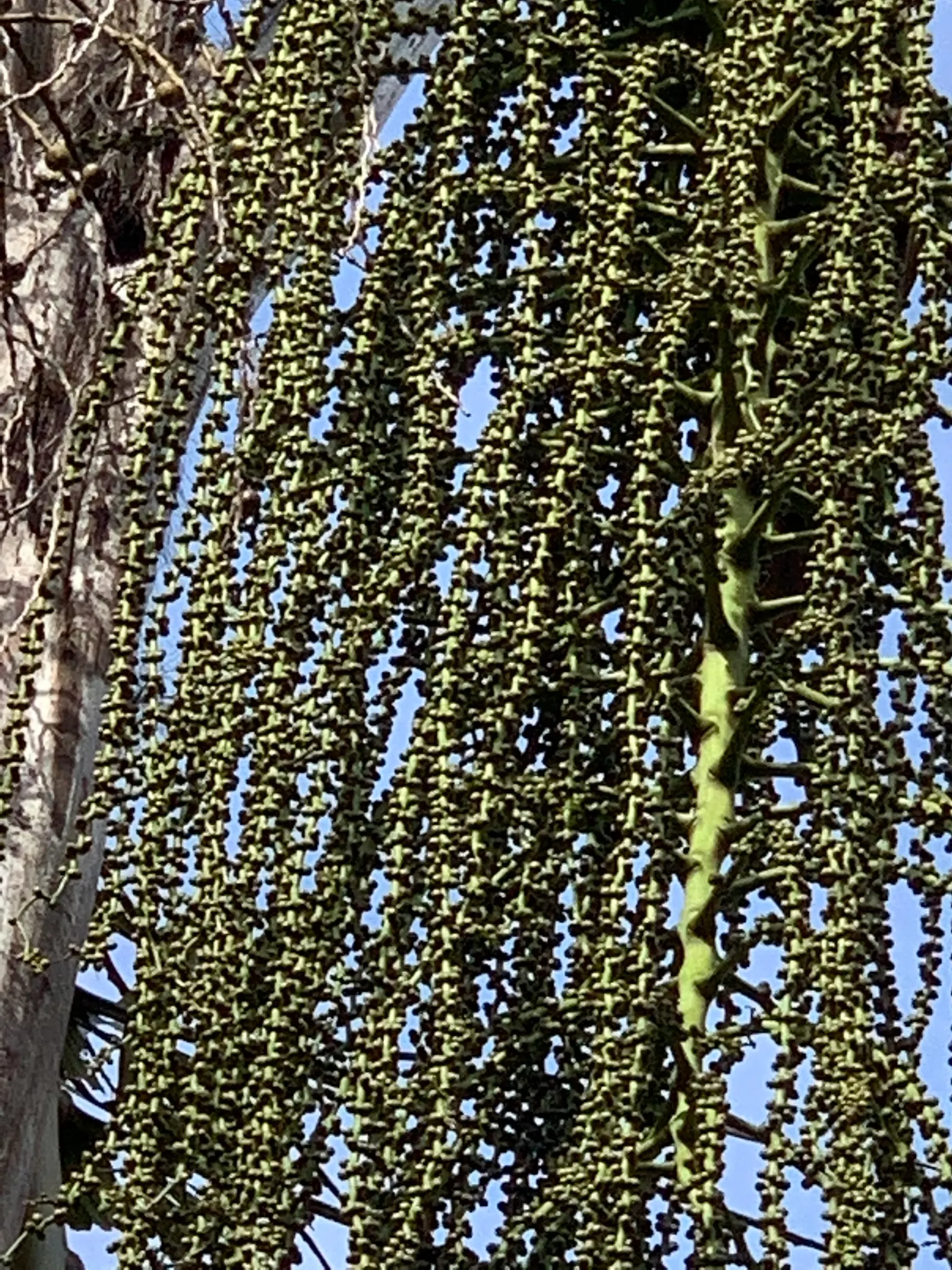 Giant Fishtail Palm (Caryota Gigas) — Its bipinnate leaves can extend 15 feet