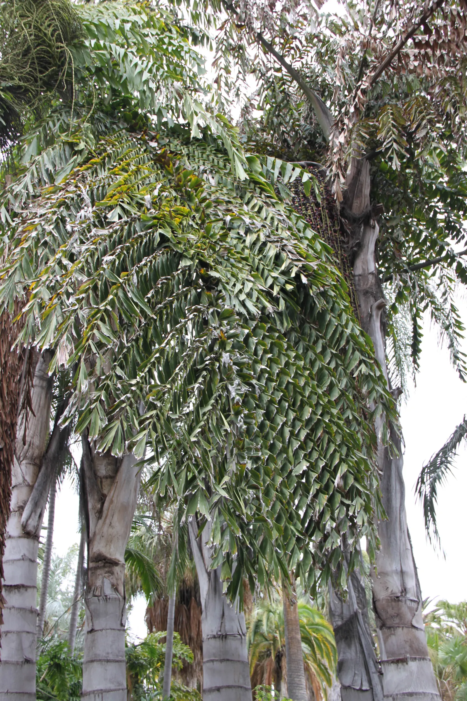 Giant Fishtail Palm (Caryota Gigas) — and it showcases a rapid growth rate under sufficient moisture