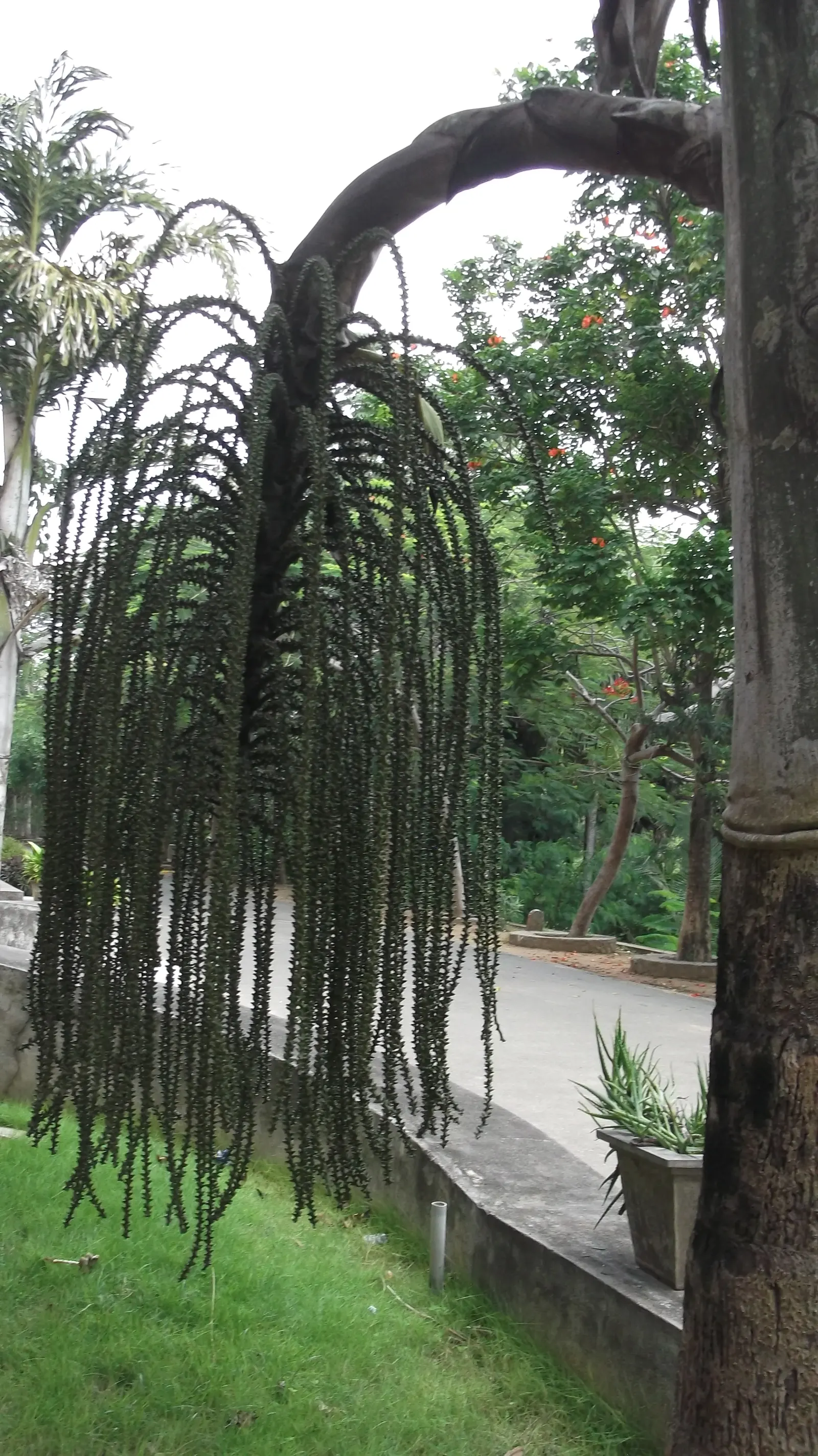 Giant Fishtail Palm (Caryota Gigas) — purple flowers in the garden