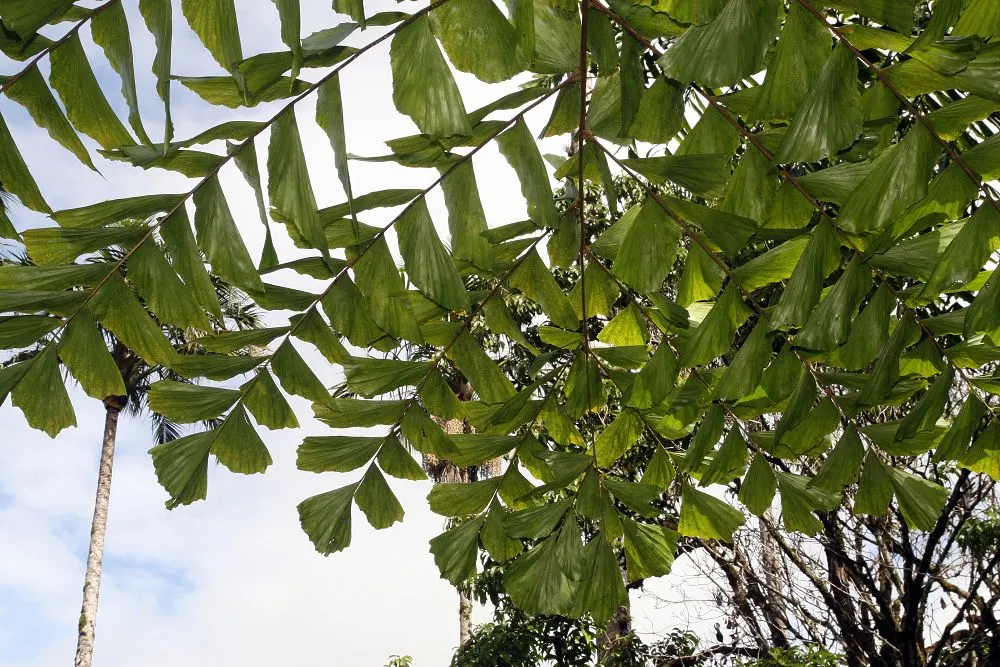 Giant Fishtail Palm (Caryota Gigas) — is a regal tropical feature reaching up to 40 feet tall and 15 feet wide