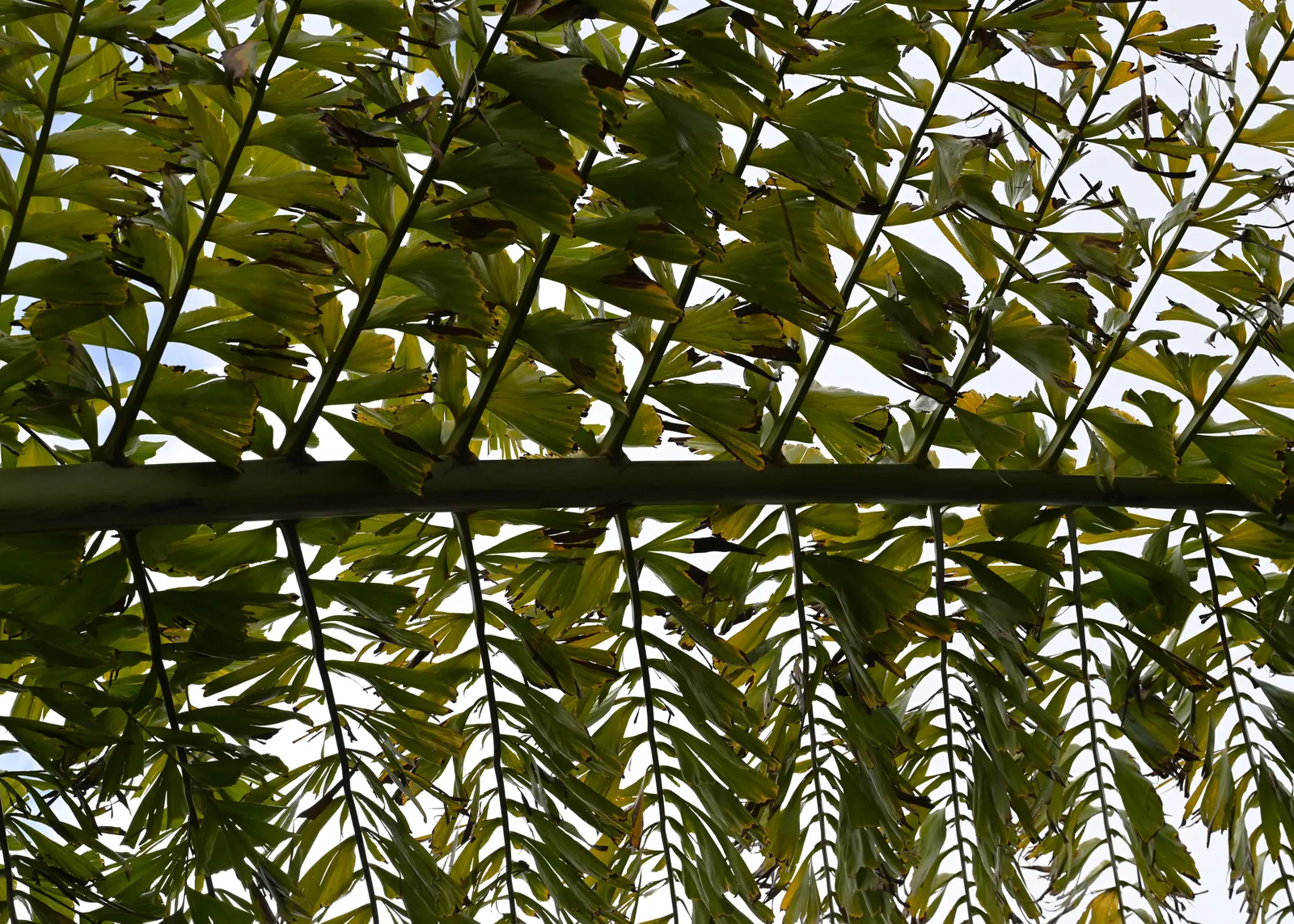 Giant Fishtail Palm (Caryota Gigas) — making it unsuitable for confined spaces