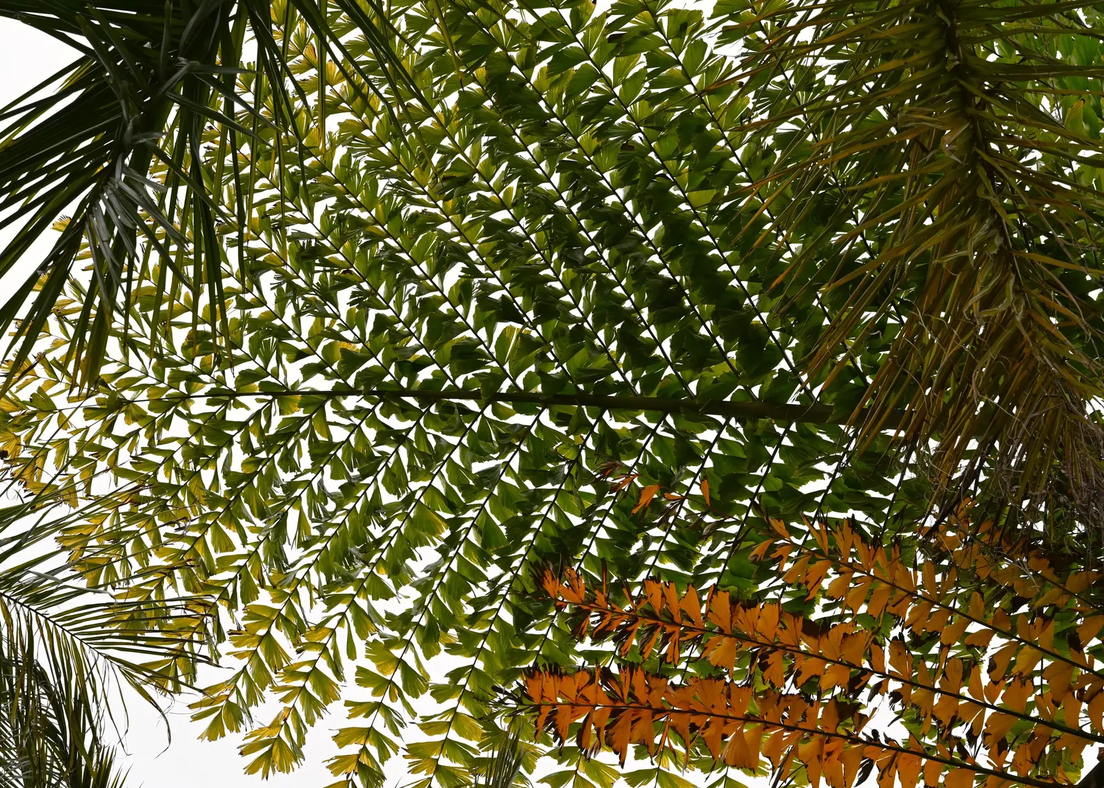Giant Fishtail Palm (Caryota Gigas) — both vertically and horizontally