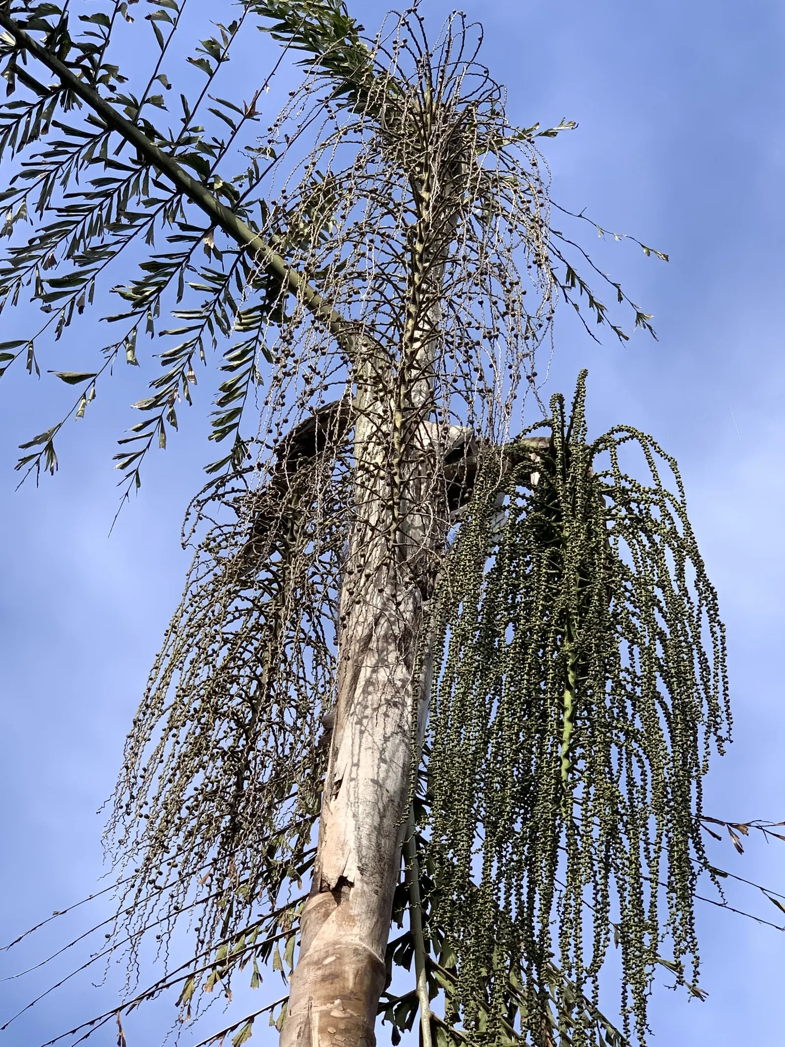 Giant Fishtail Palm (Caryota Gigas) — Thriving in USDA zones 9b-11, it prefers partial to full sun
