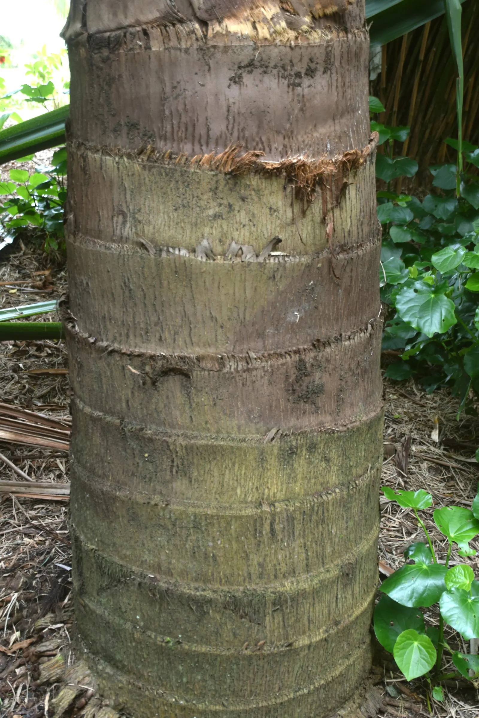 Giant Fishtail Palm (Caryota Gigas) — the plant's eventual size necessitates ample room for growth
