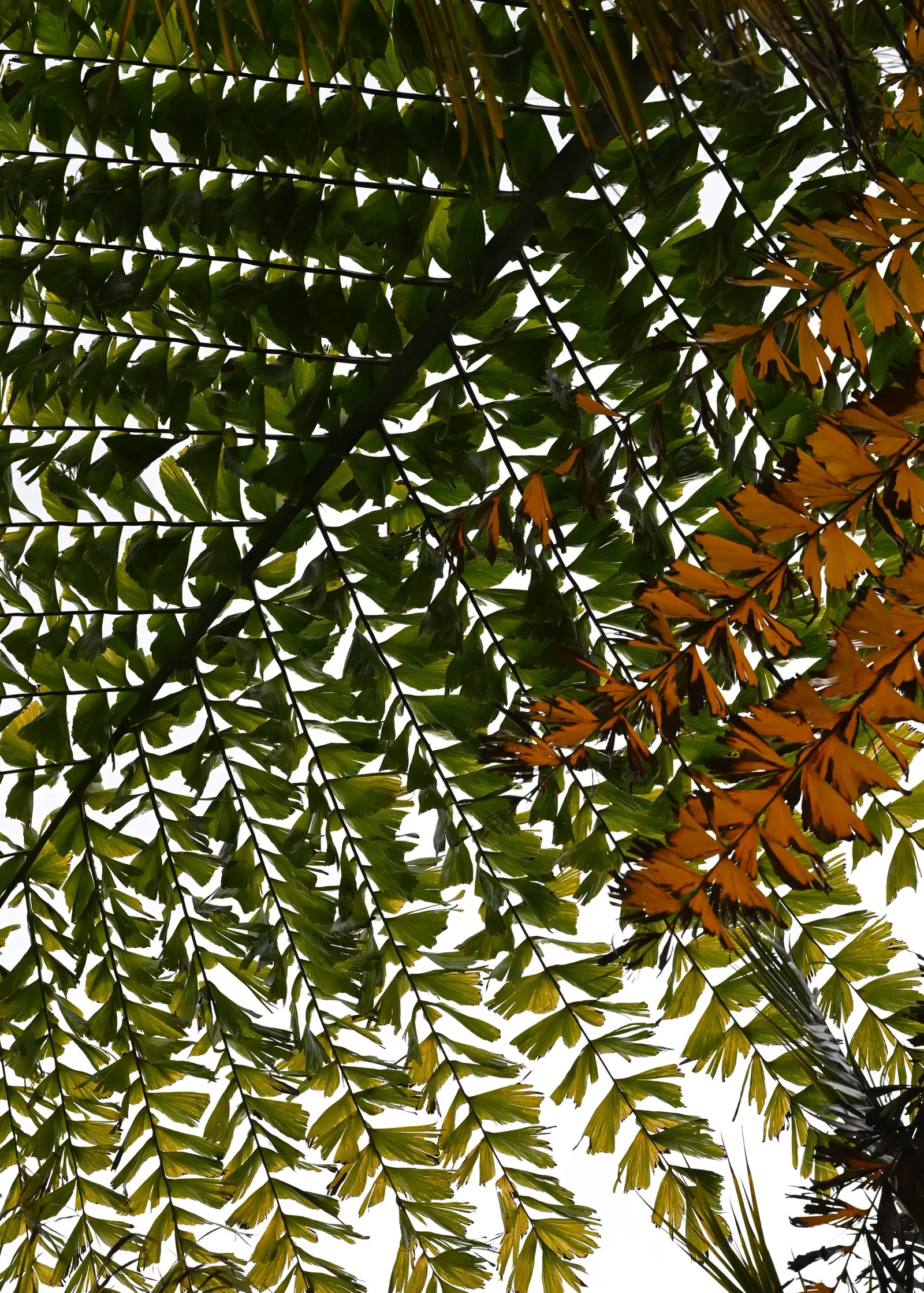 Giant Fishtail Palm (Caryota Gigas) — meaning it will die after flowering