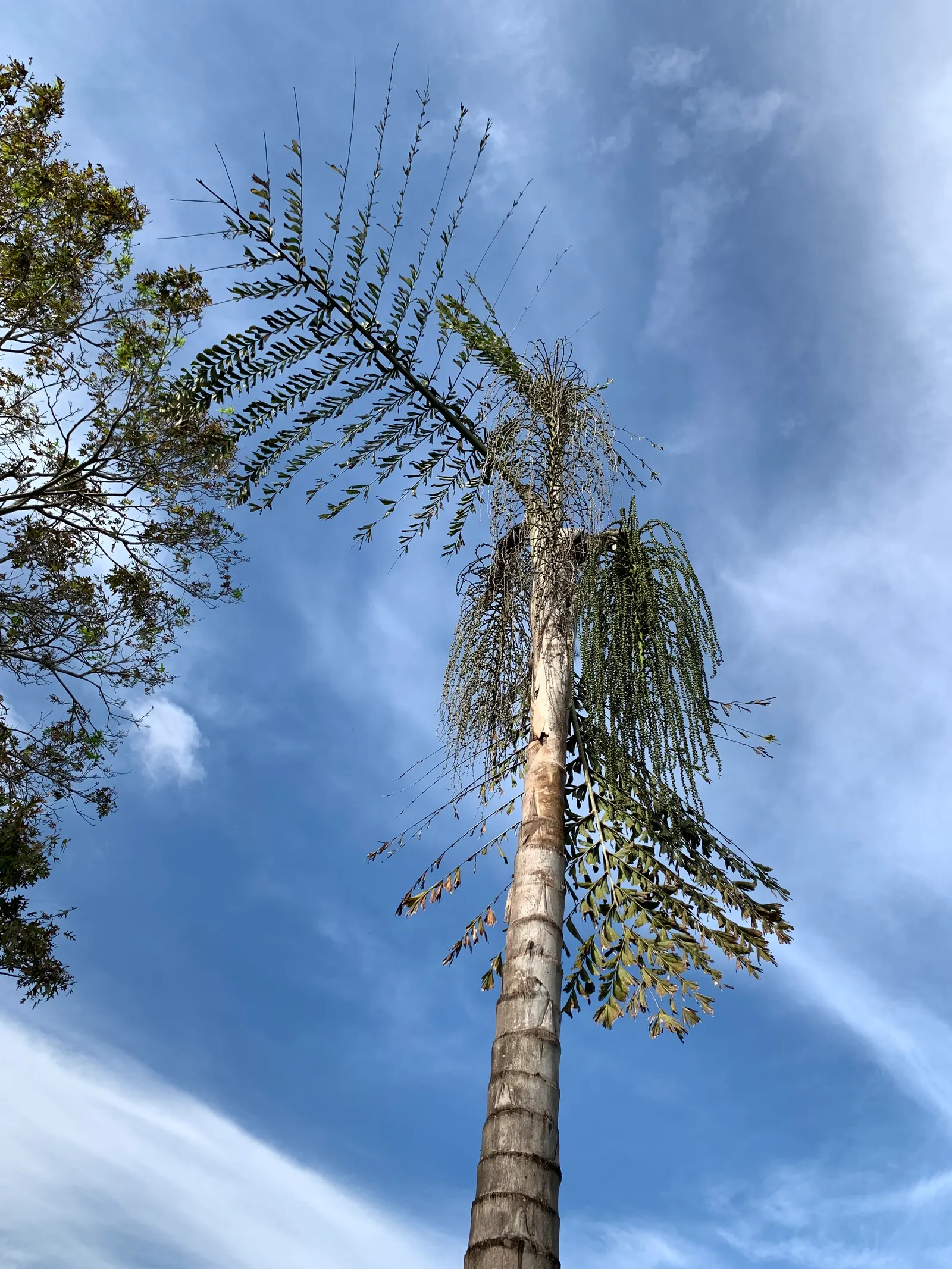 Giant Fishtail Palm (Caryota Gigas) — although it is best suited to USDA hardiness zones 9b through 11